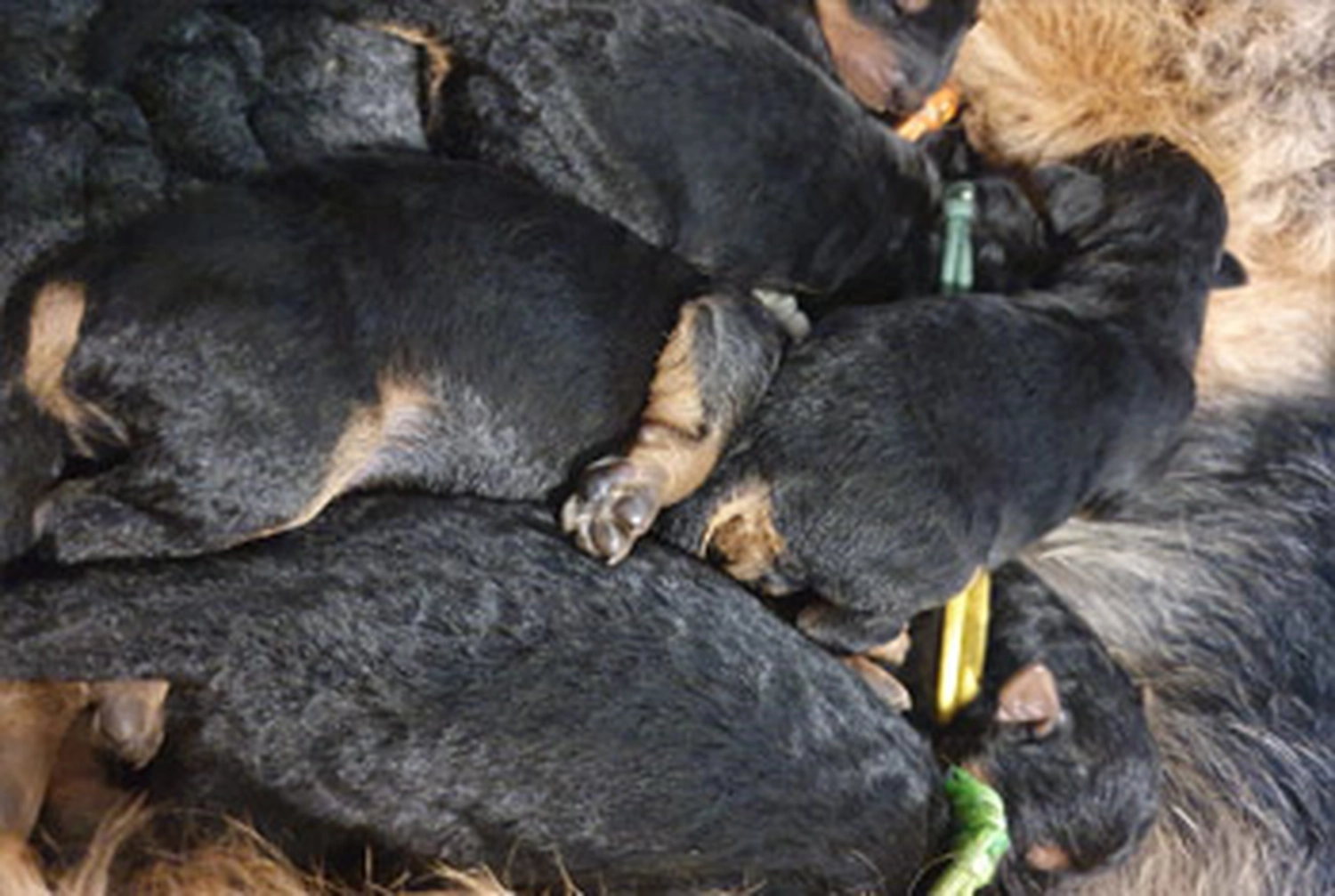 Züchter in VDH - Airedale Terrier vom Lorbas - welpen
