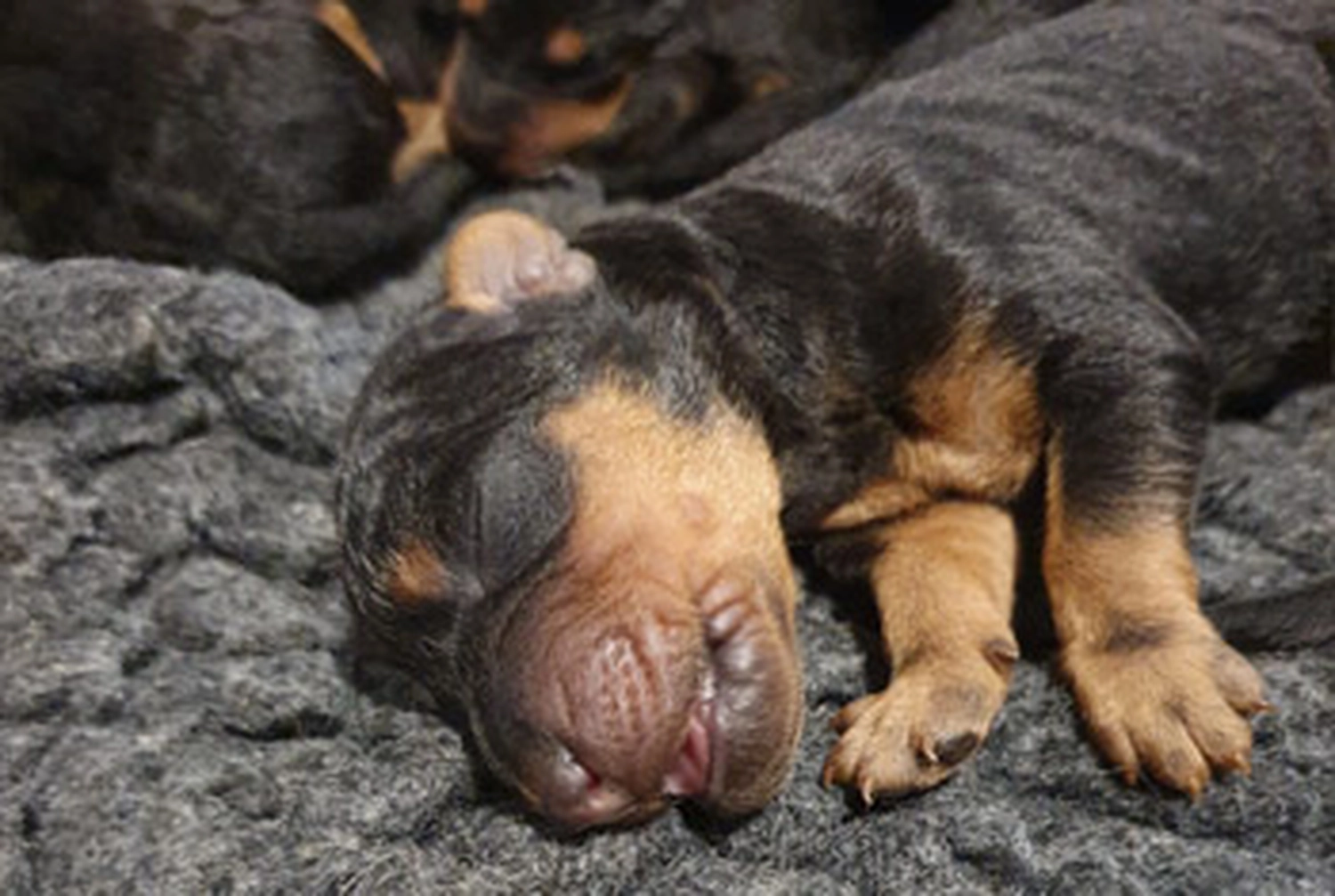 Züchter in VDH - Airedale Terrier vom Lorbas - welpen