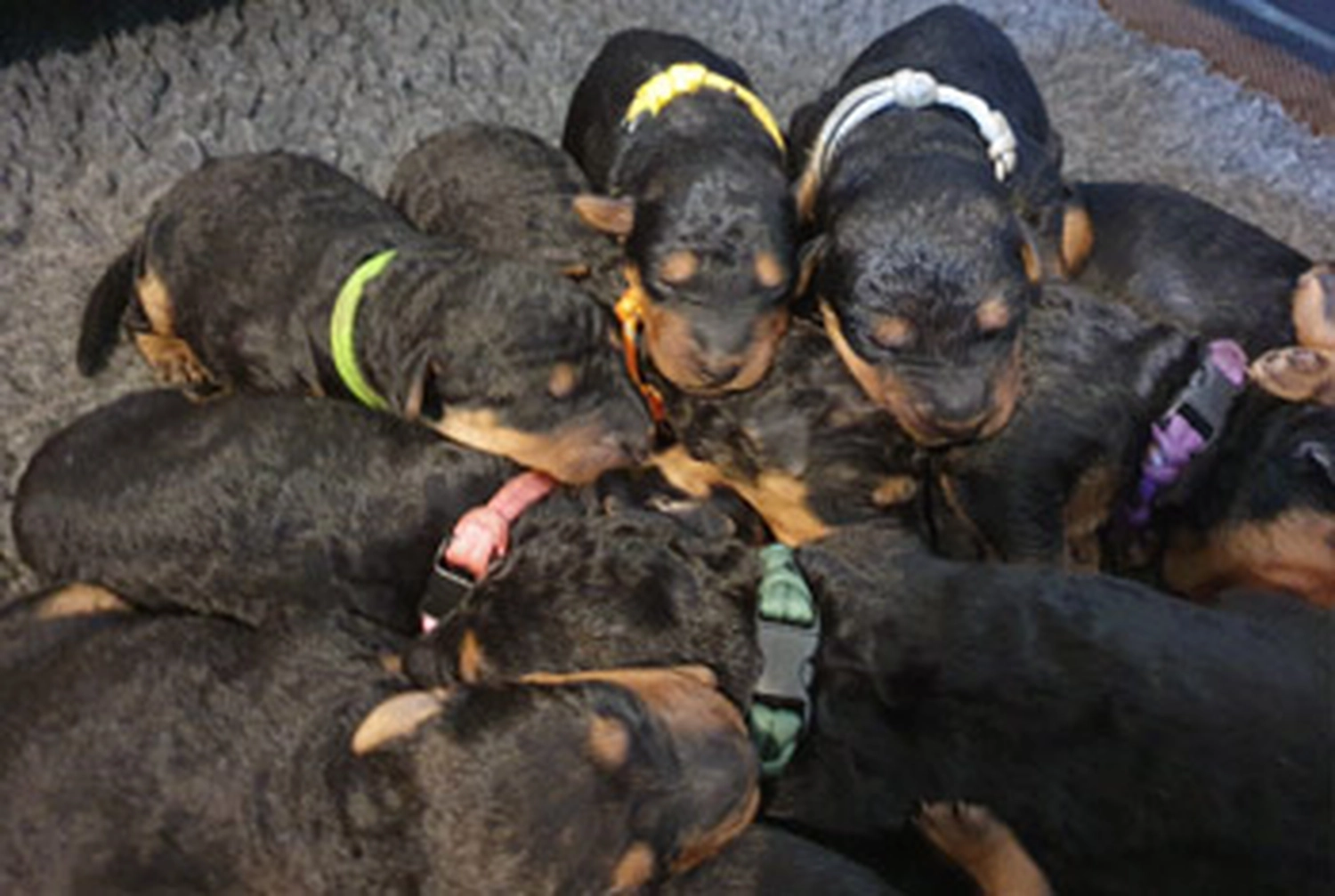 Züchter in VDH - Airedale Terrier vom Lorbas - welpen