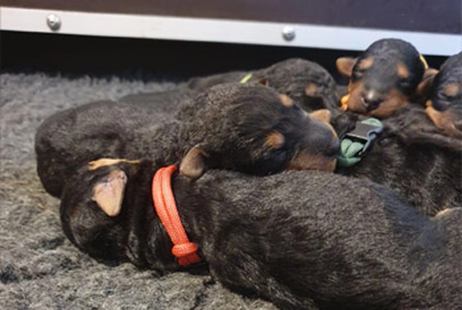 Züchter in VDH - Airedale Terrier vom Lorbas - welpen