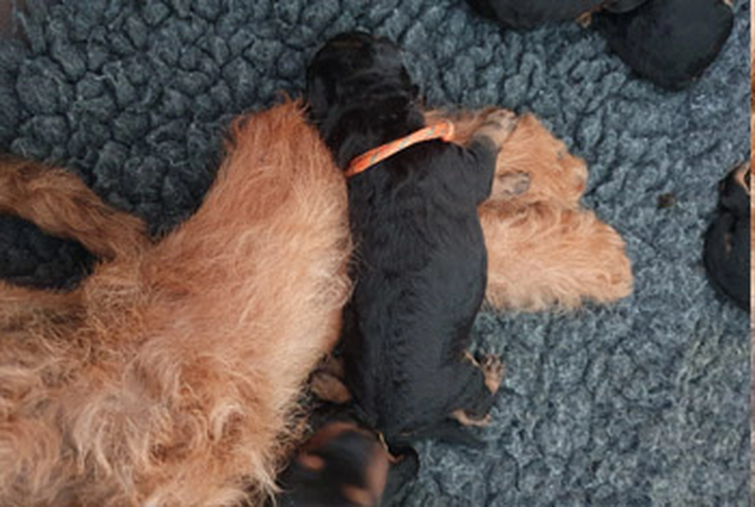 Züchter in VDH - Airedale Terrier vom Lorbas - welpen