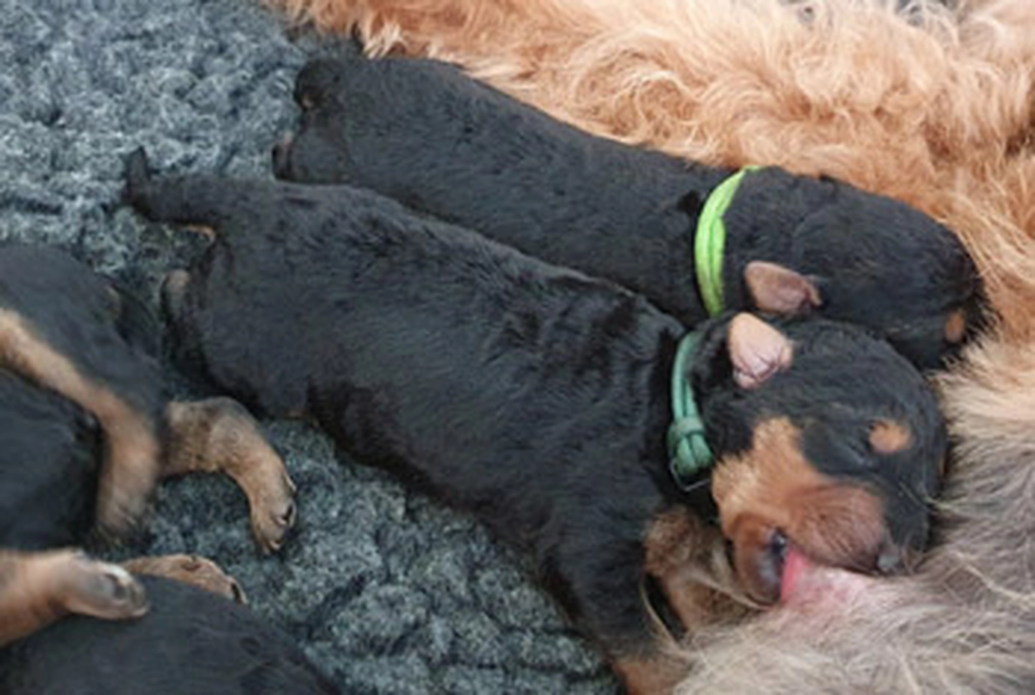 Züchter in VDH - Airedale Terrier vom Lorbas - welpen