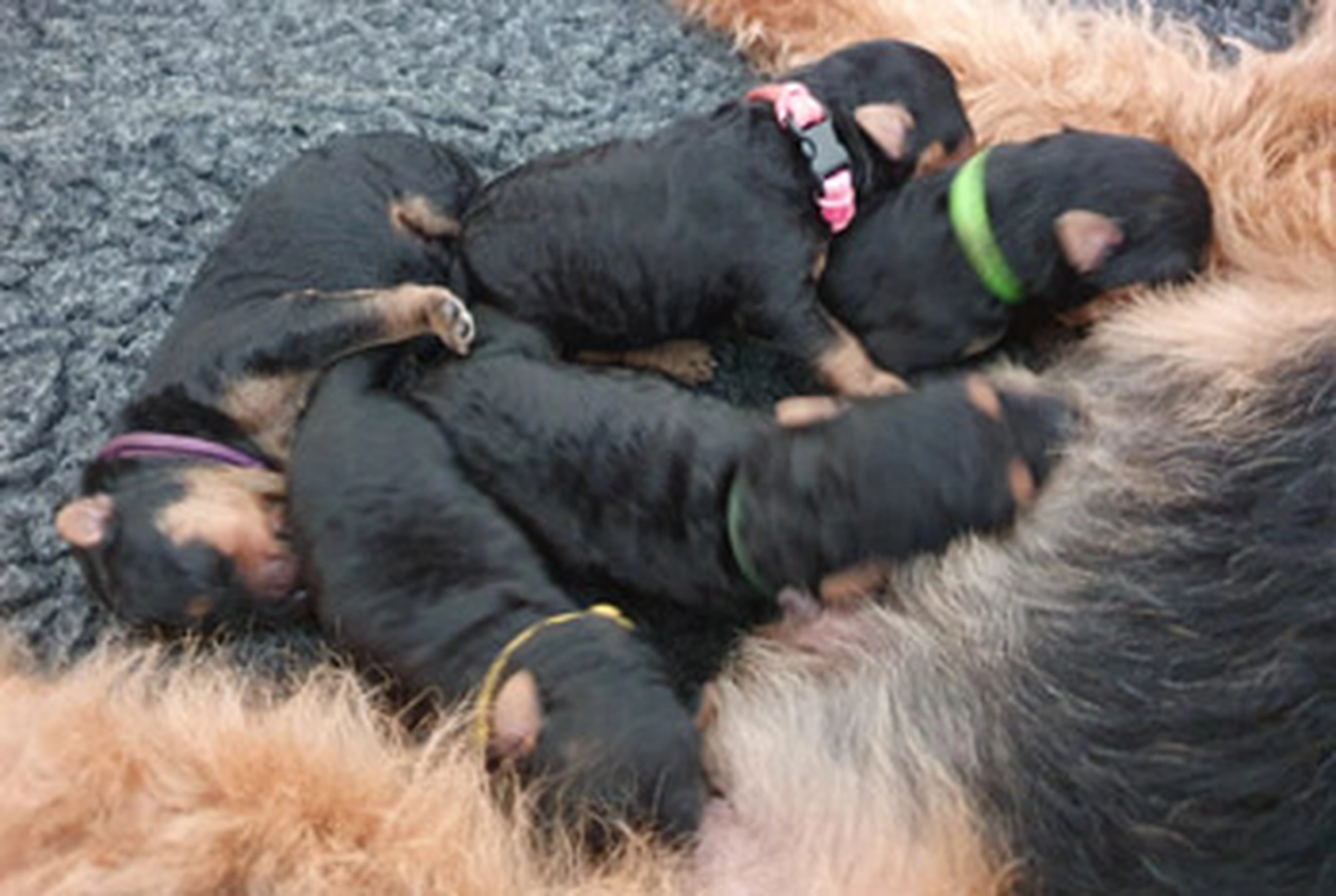 Züchter in VDH - Airedale Terrier vom Lorbas - welpen