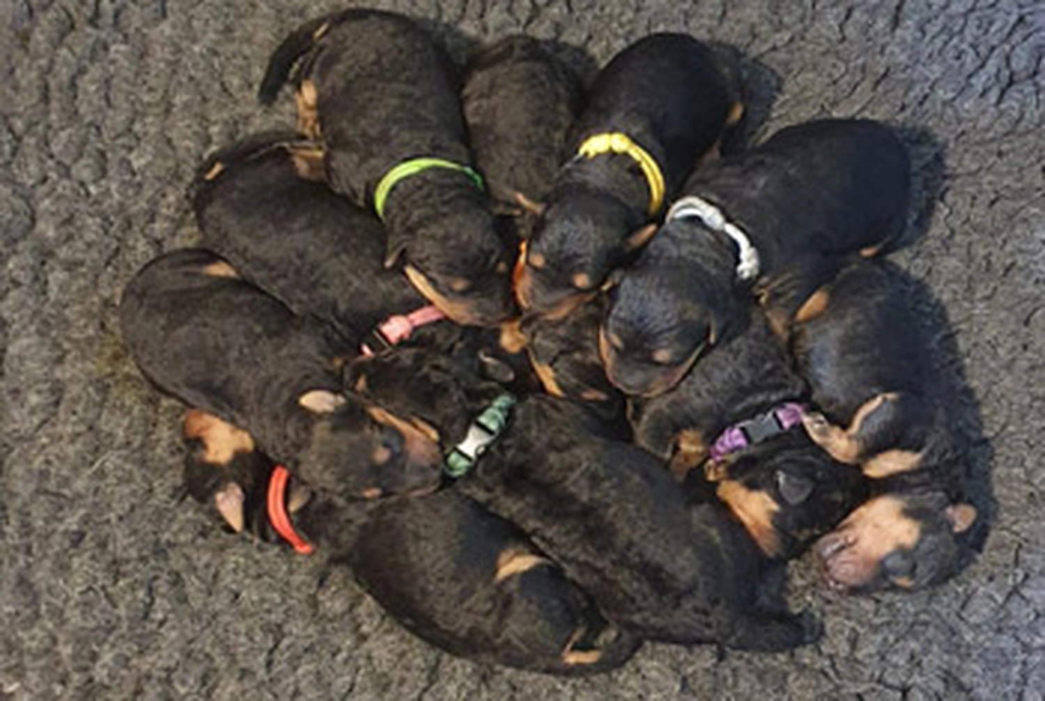 Züchter in VDH - Airedale Terrier vom Lorbas - welpen