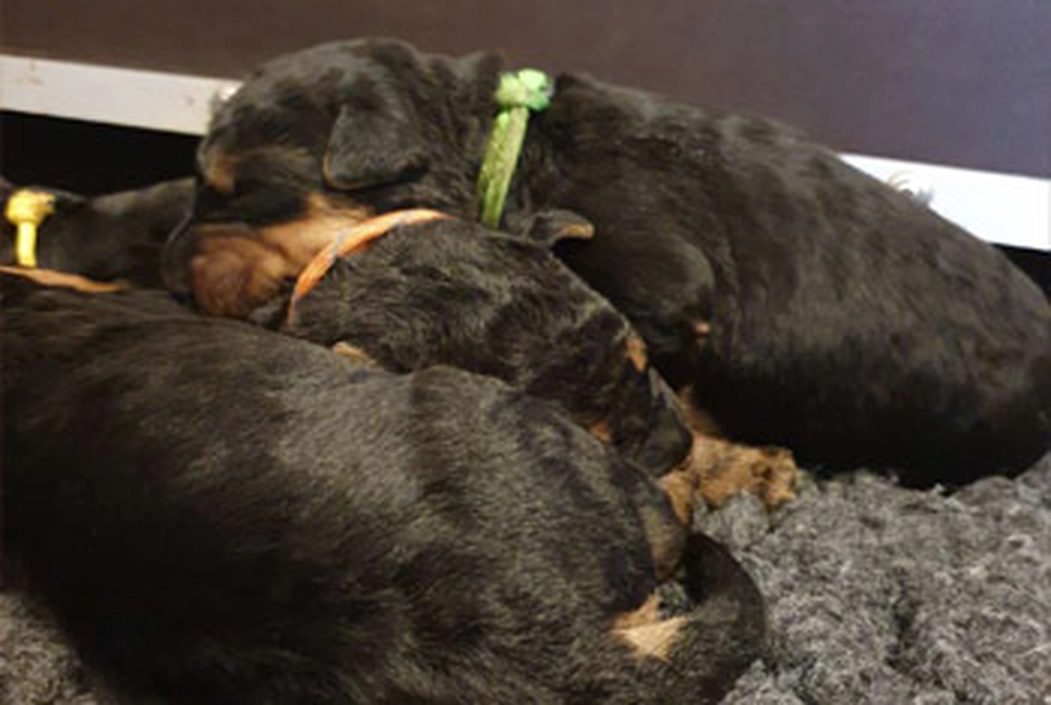 Züchter in VDH - Airedale Terrier vom Lorbas - welpen