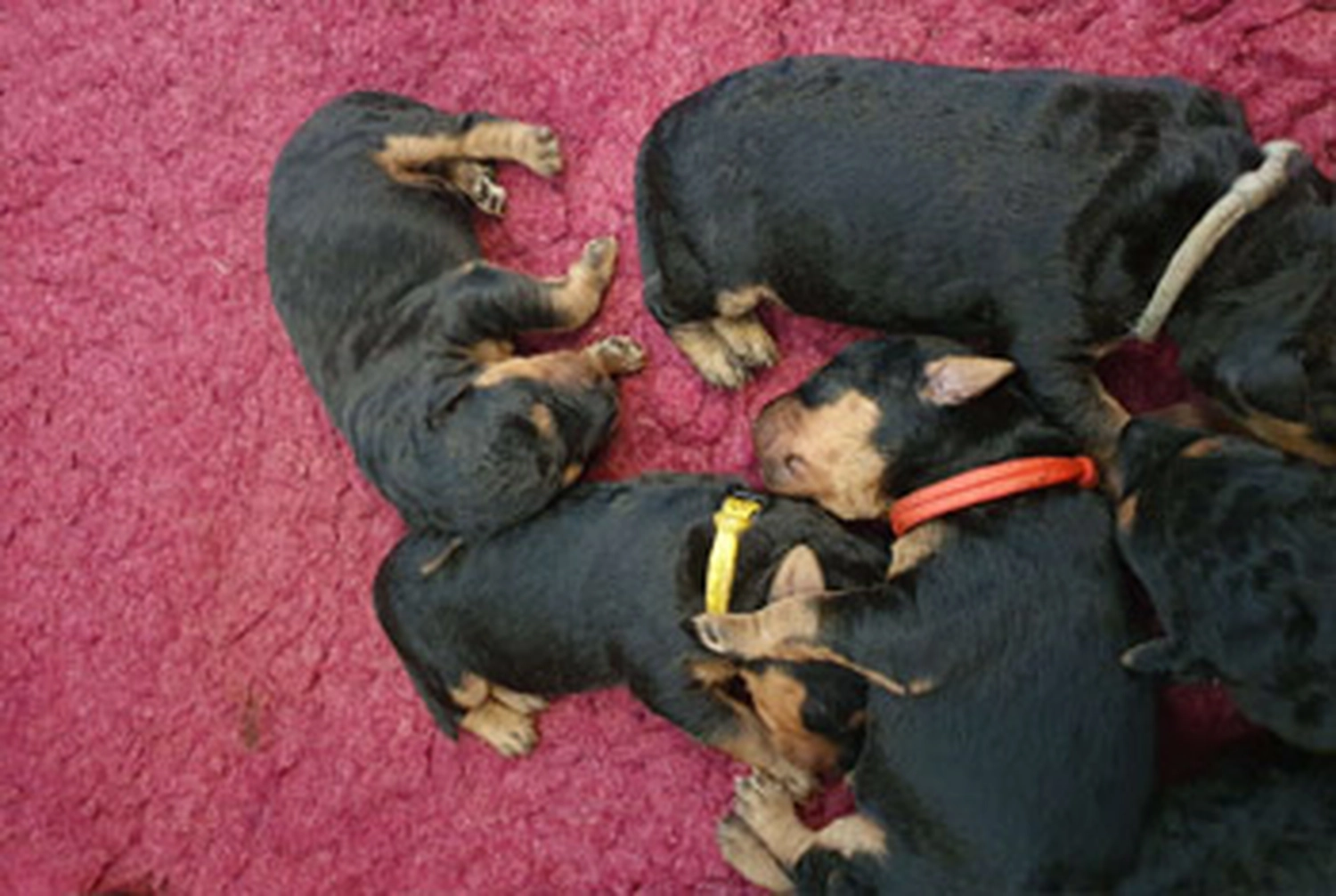 Züchter in VDH - Airedale Terrier vom Lorbas - welpen