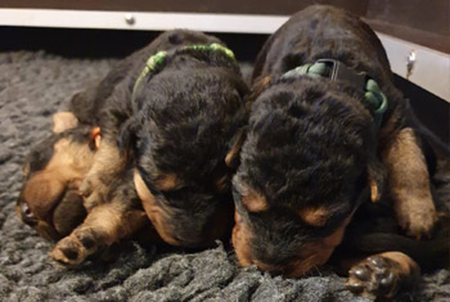 Züchter in VDH - Airedale Terrier vom Lorbas - welpen