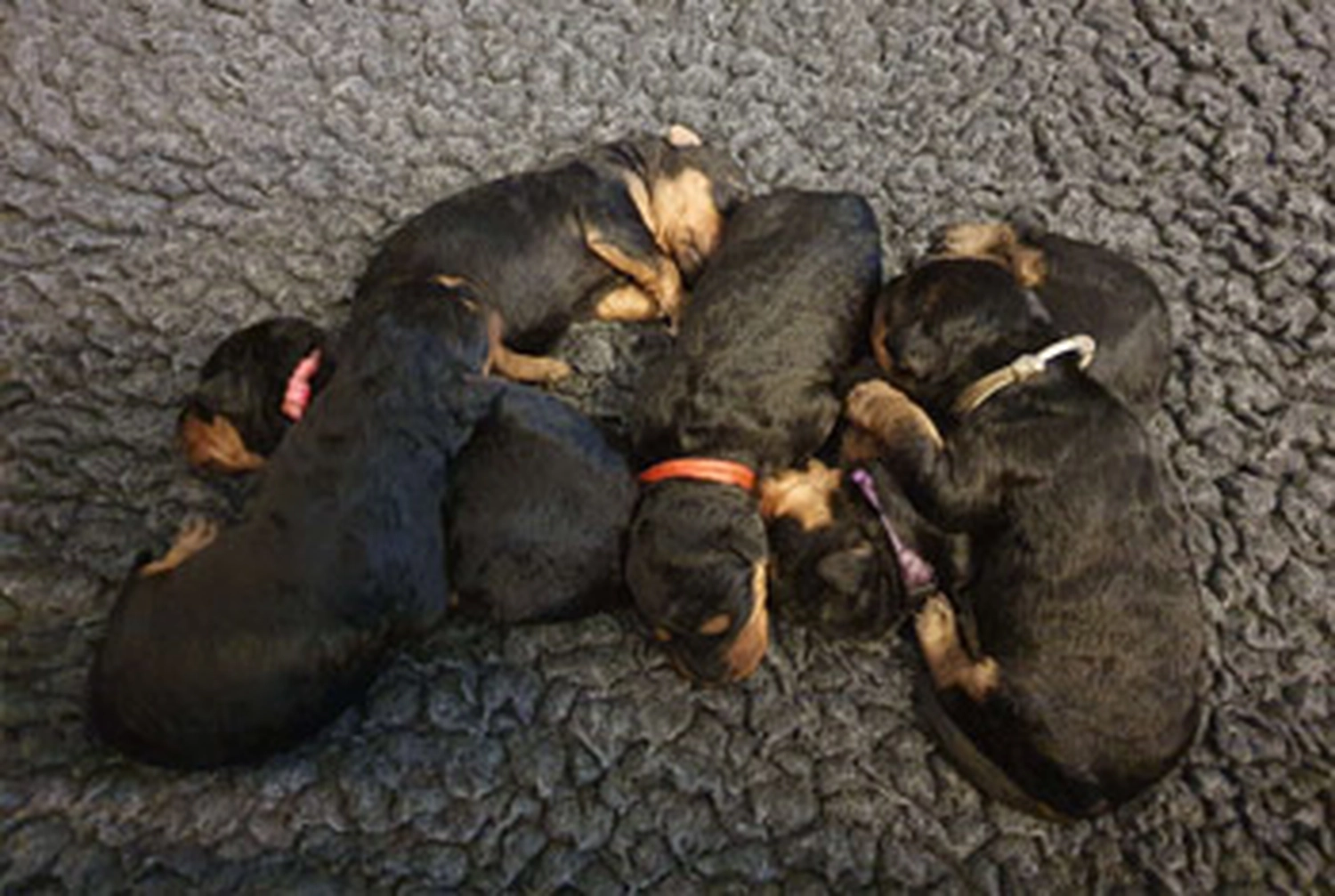 Züchter in VDH - Airedale Terrier vom Lorbas - welpen