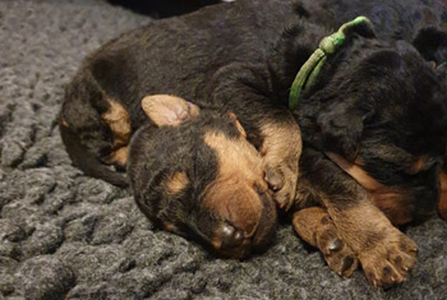 Züchter in VDH - Airedale Terrier vom Lorbas - welpen