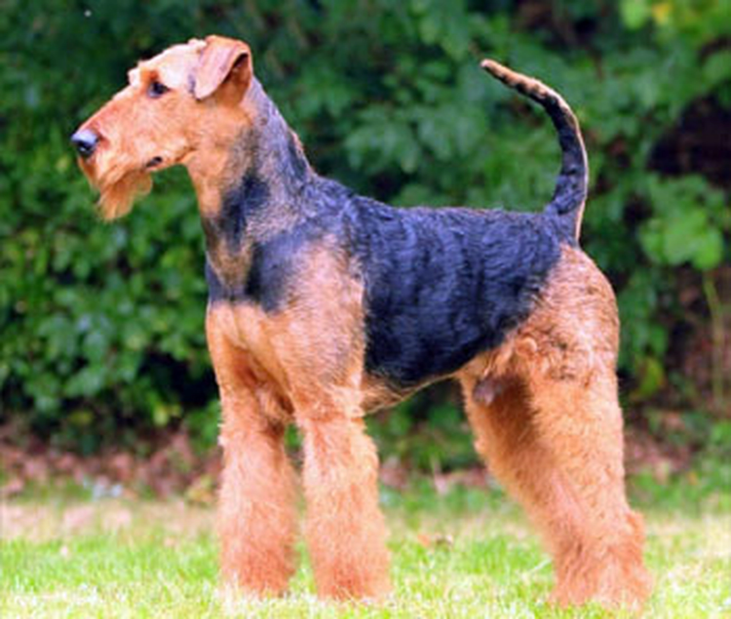 Züchter in VDH - Airedale Terrier vom Lorbas - Iceman vom Lorbas