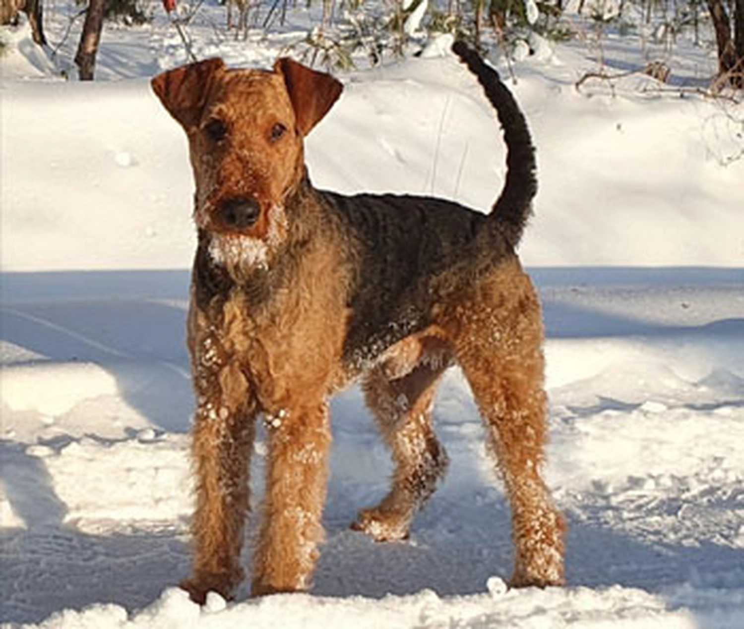 Züchter in VDH - Airedale Terrier vom Lorbas - Hrubesch vom Lorbas