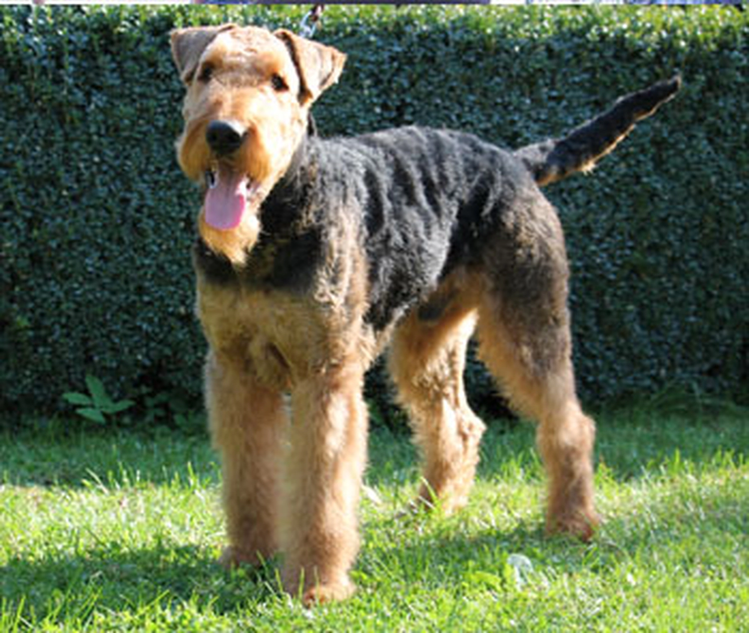 Züchter in VDH - Airedale Terrier vom Lorbas - Faro vom Lorbas