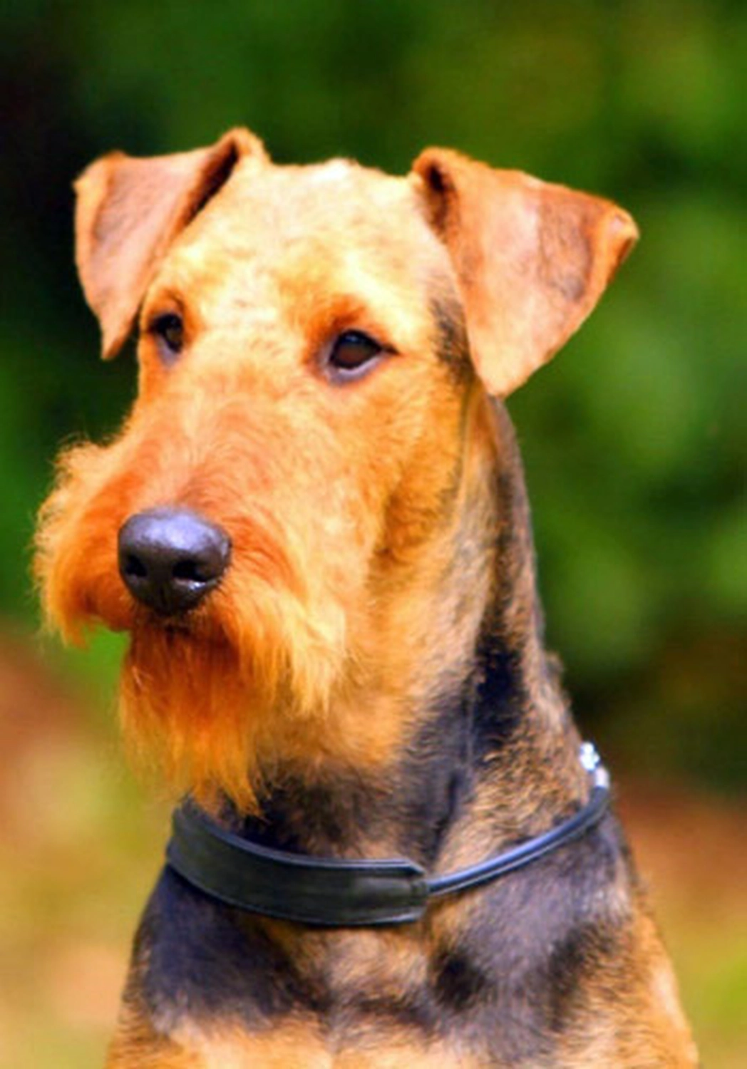 Züchter in VDH - Airedale Terrier vom Lorbas - Iceman vom Lorbas