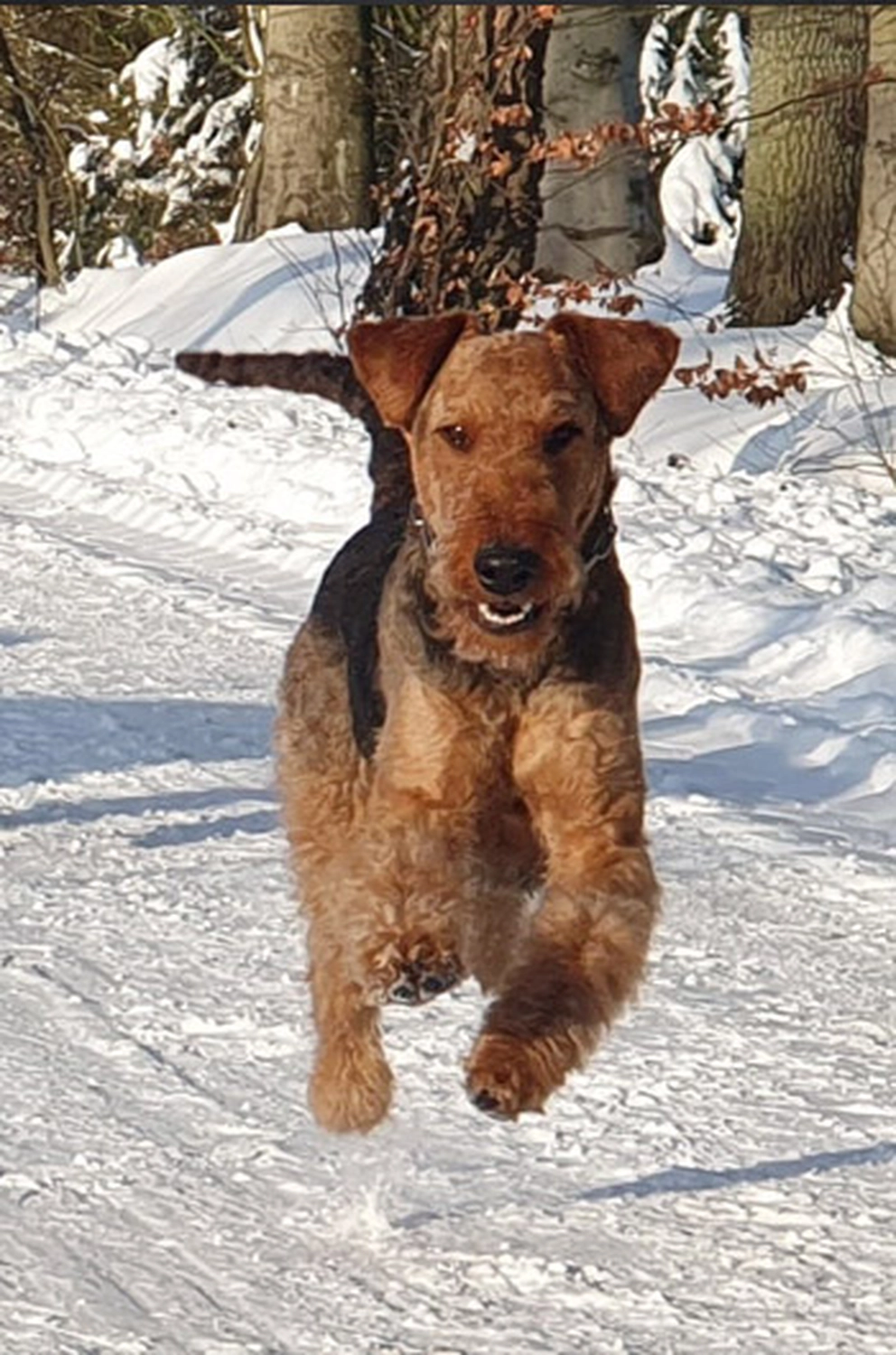Züchter in VDH - Airedale Terrier vom Lorbas - Hrubesch vom Lorbas