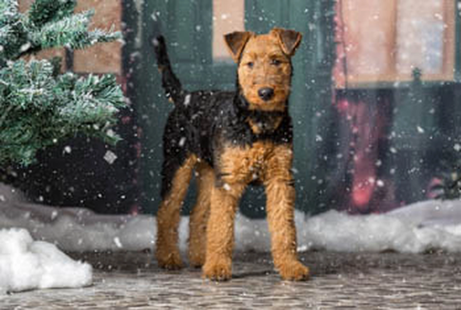 Züchter in VDH - Airedale Terrier vom Lorbas 