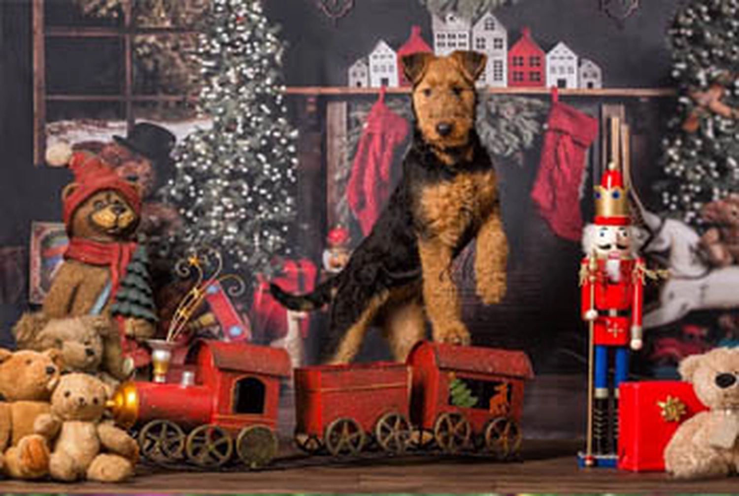 Züchter in VDH - Airedale Terrier vom Lorbas 