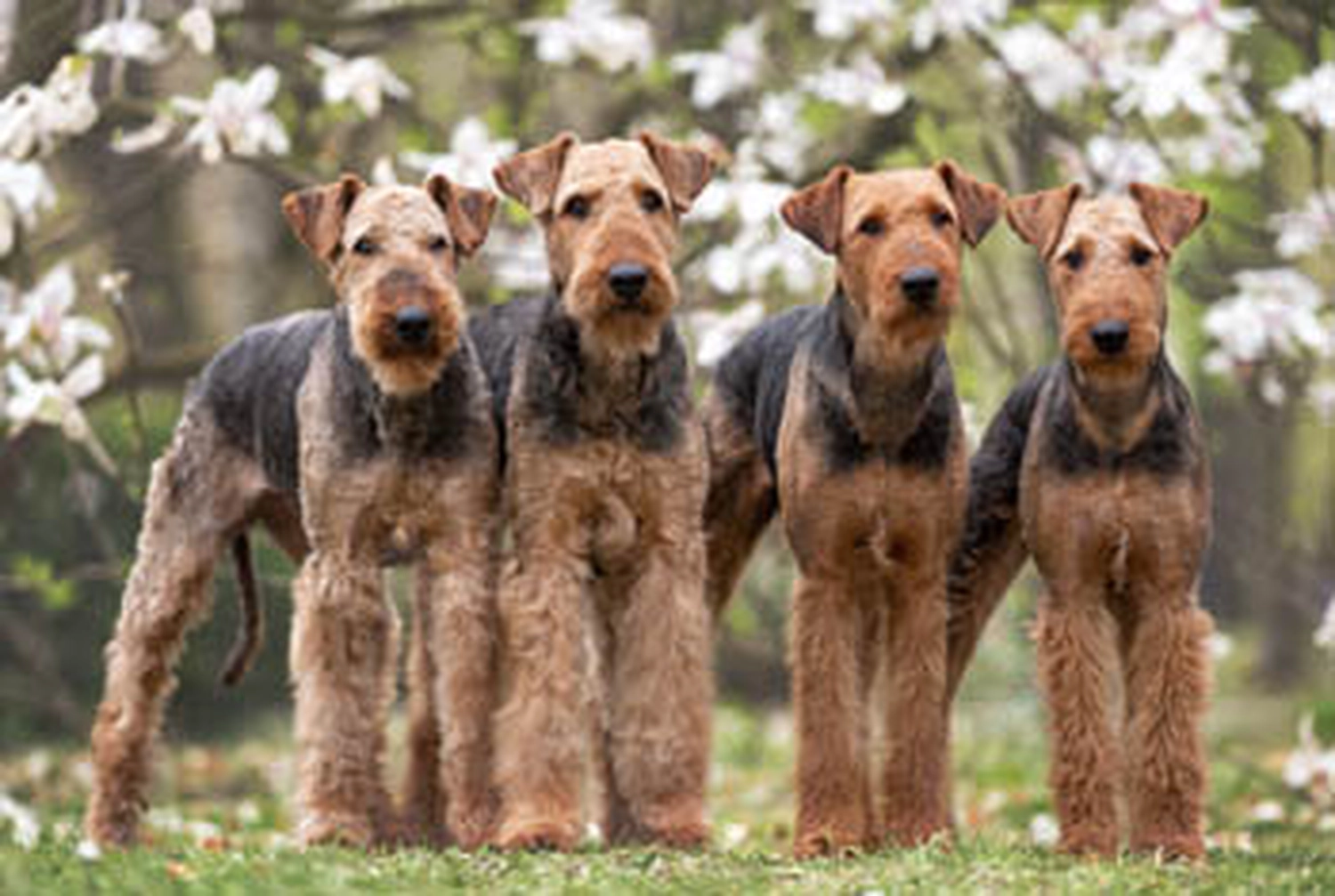 Züchter in VDH - Airedale Terrier vom Lorbas 