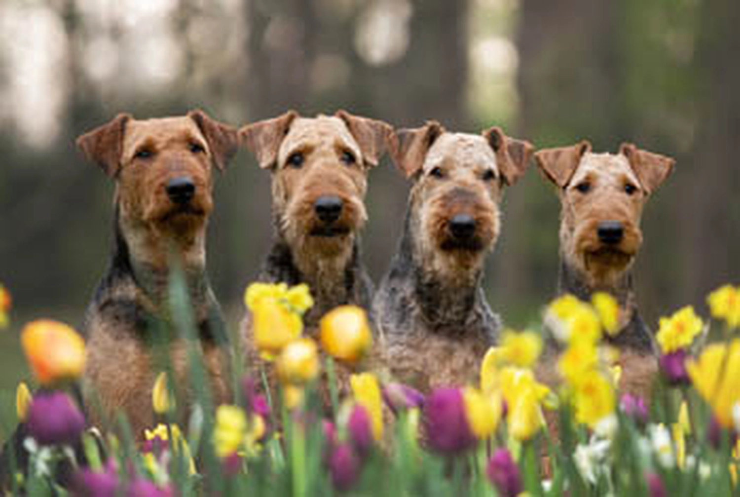 Züchter in VDH - Airedale Terrier vom Lorbas 