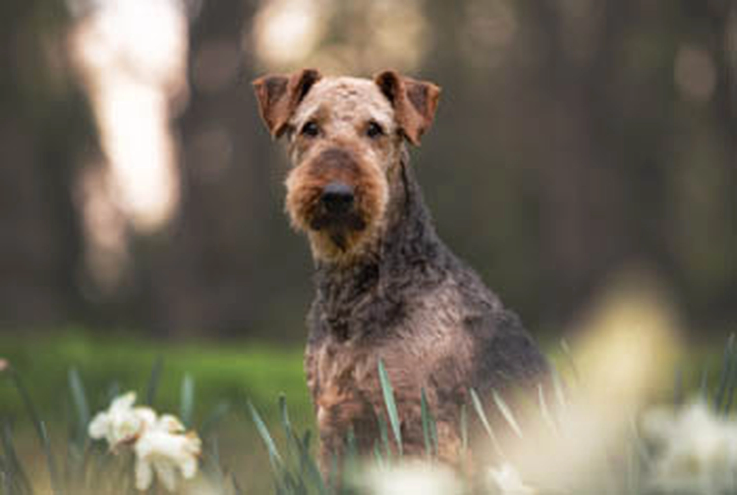 Züchter in VDH - Airedale Terrier vom Lorbas 
