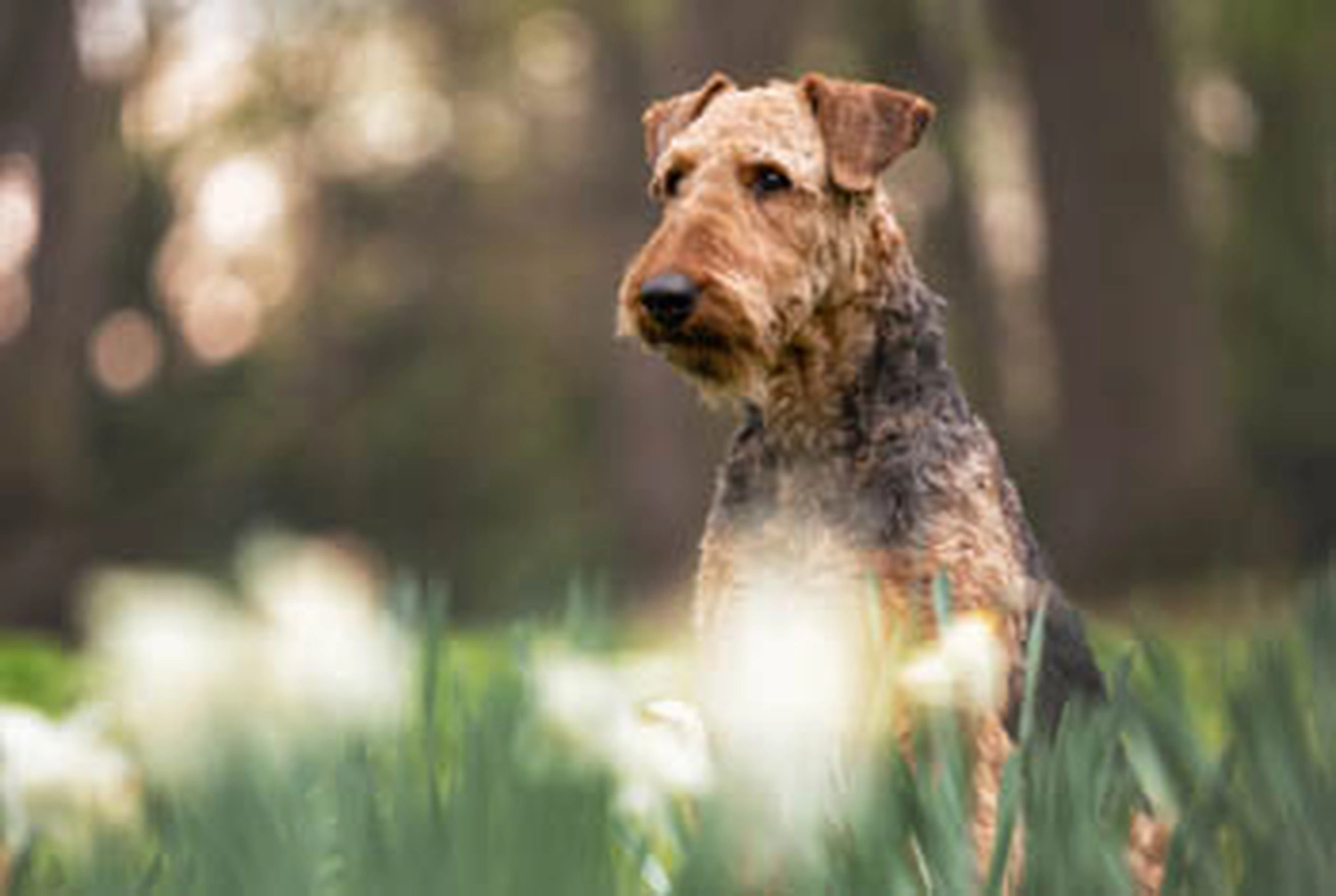 Züchter in VDH - Airedale Terrier vom Lorbas 