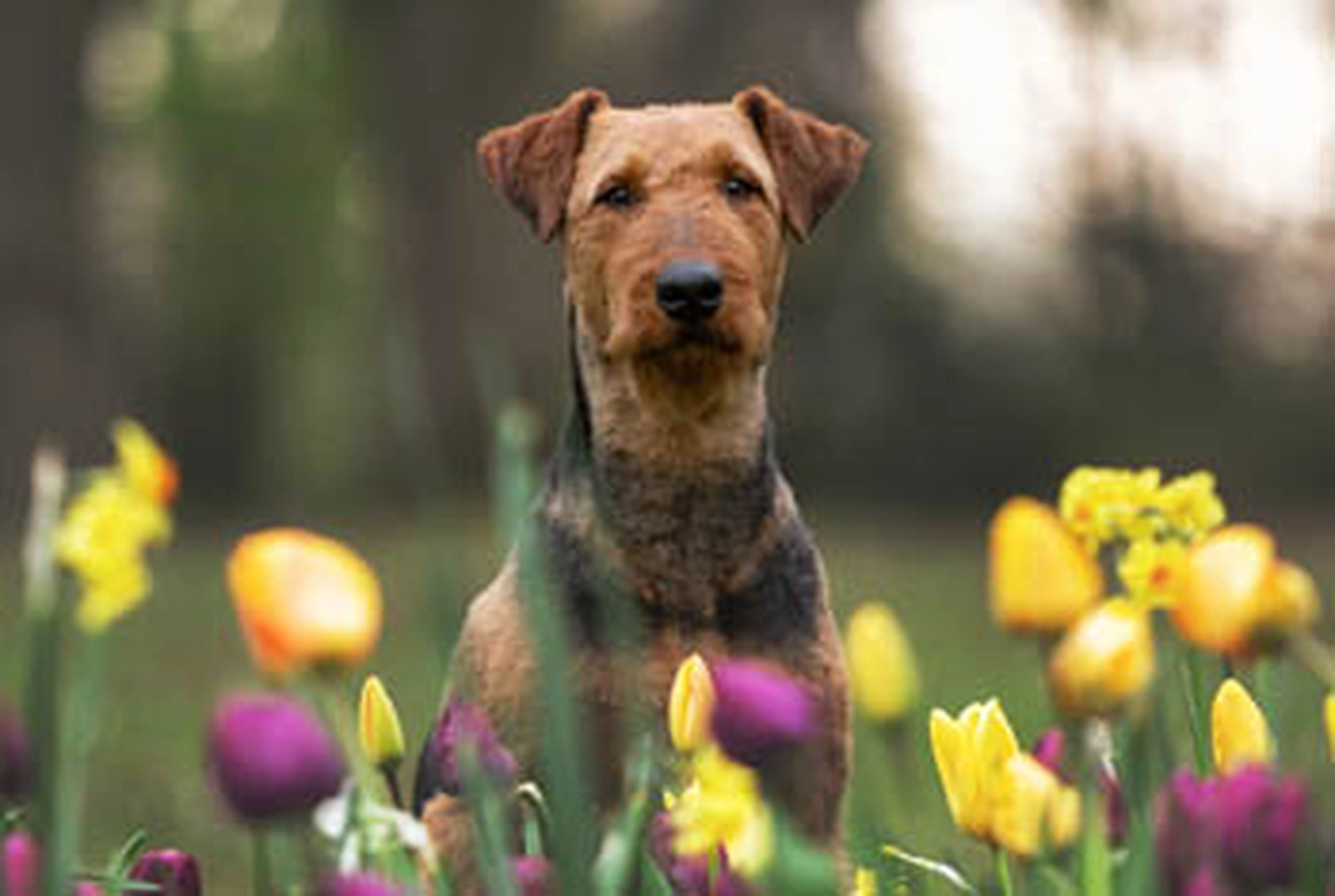 Züchter in VDH - Airedale Terrier vom Lorbas 