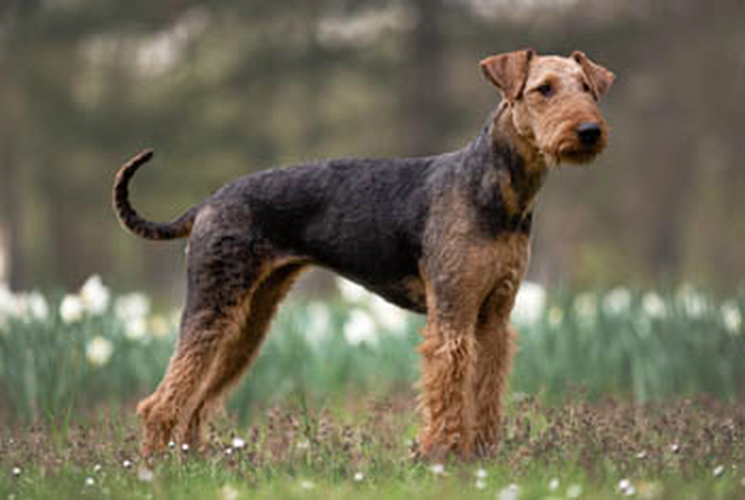 Züchter in VDH - Airedale Terrier vom Lorbas 