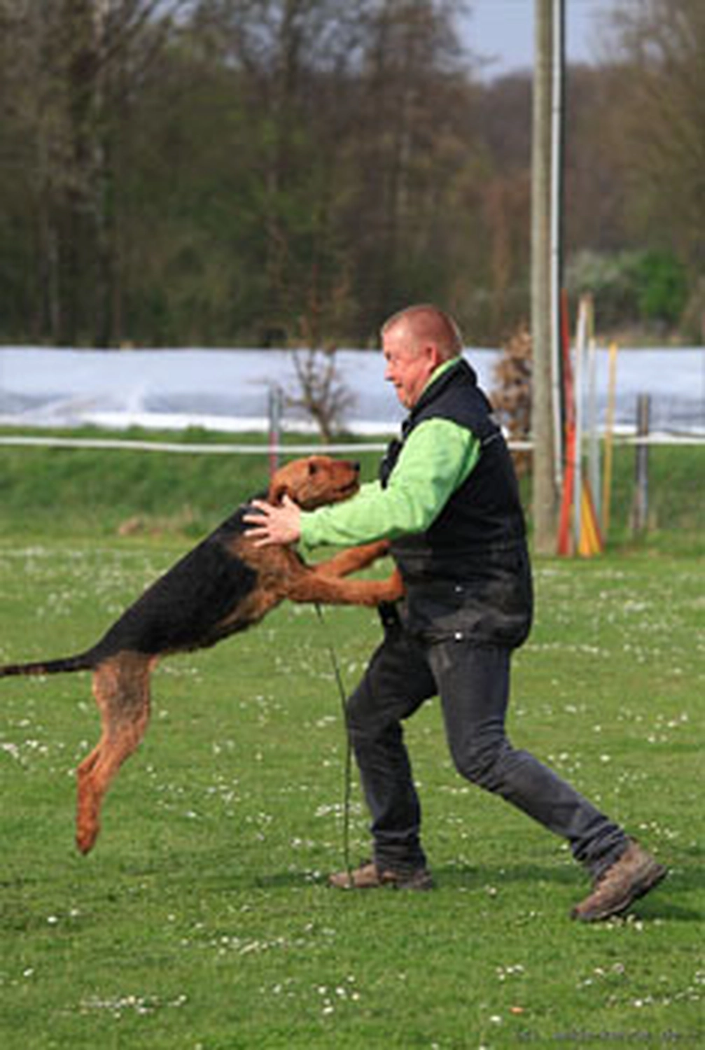 Züchter in VDH - Airedale Terrier vom Lorbas 