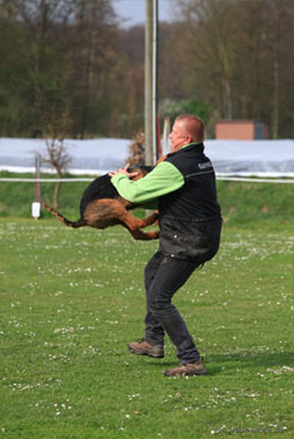 Züchter in VDH - Airedale Terrier vom Lorbas 