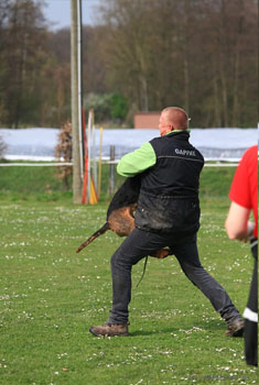 Züchter in VDH - Airedale Terrier vom Lorbas 