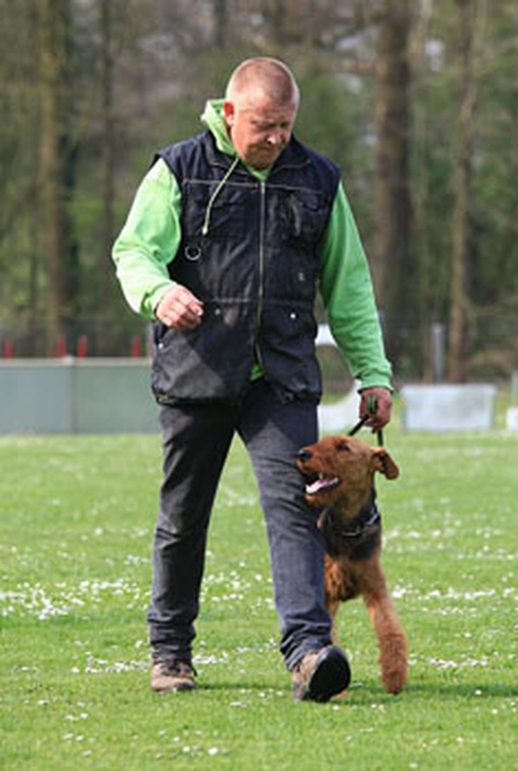 Züchter in VDH - Airedale Terrier vom Lorbas 
