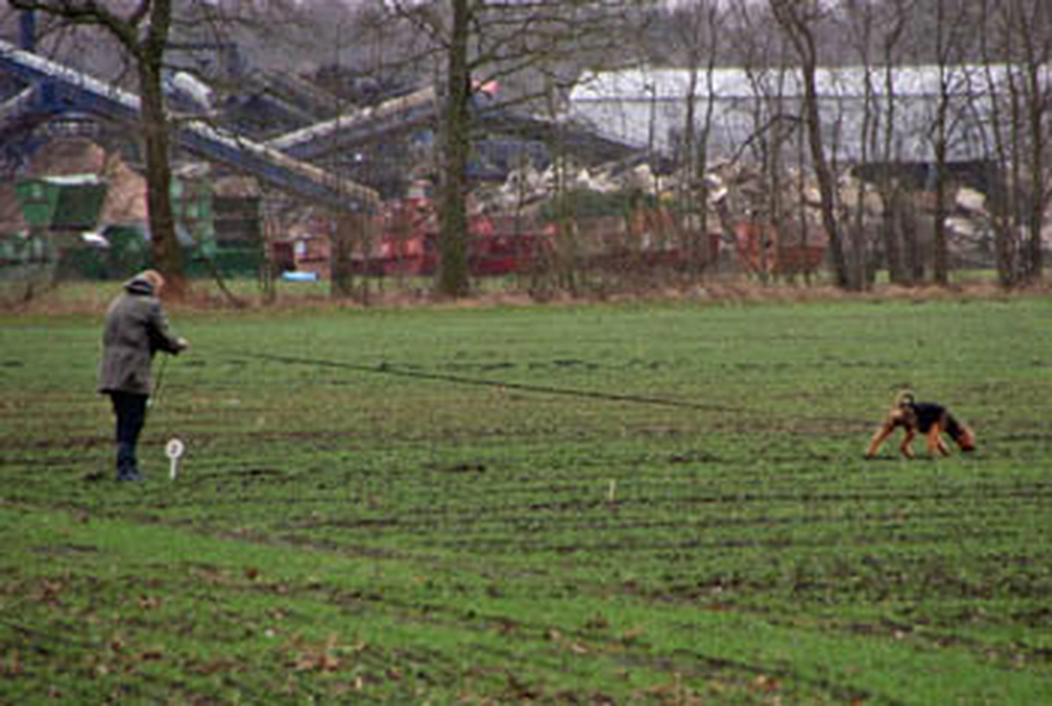 Züchter in VDH - Airedale Terrier vom Lorbas 