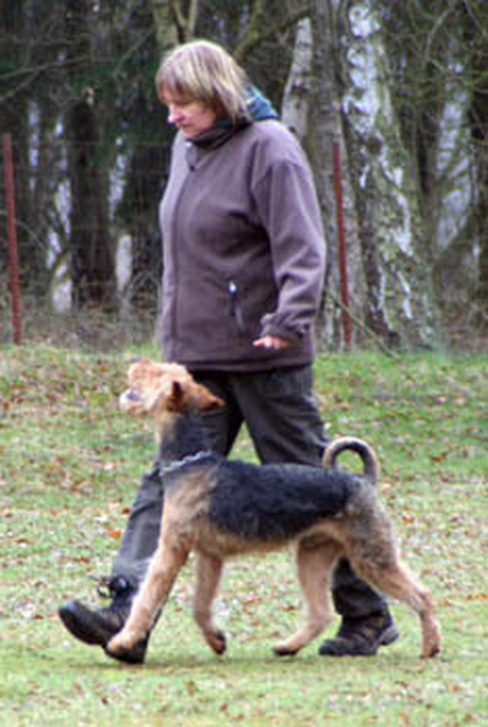 Züchter in VDH - Airedale Terrier vom Lorbas 