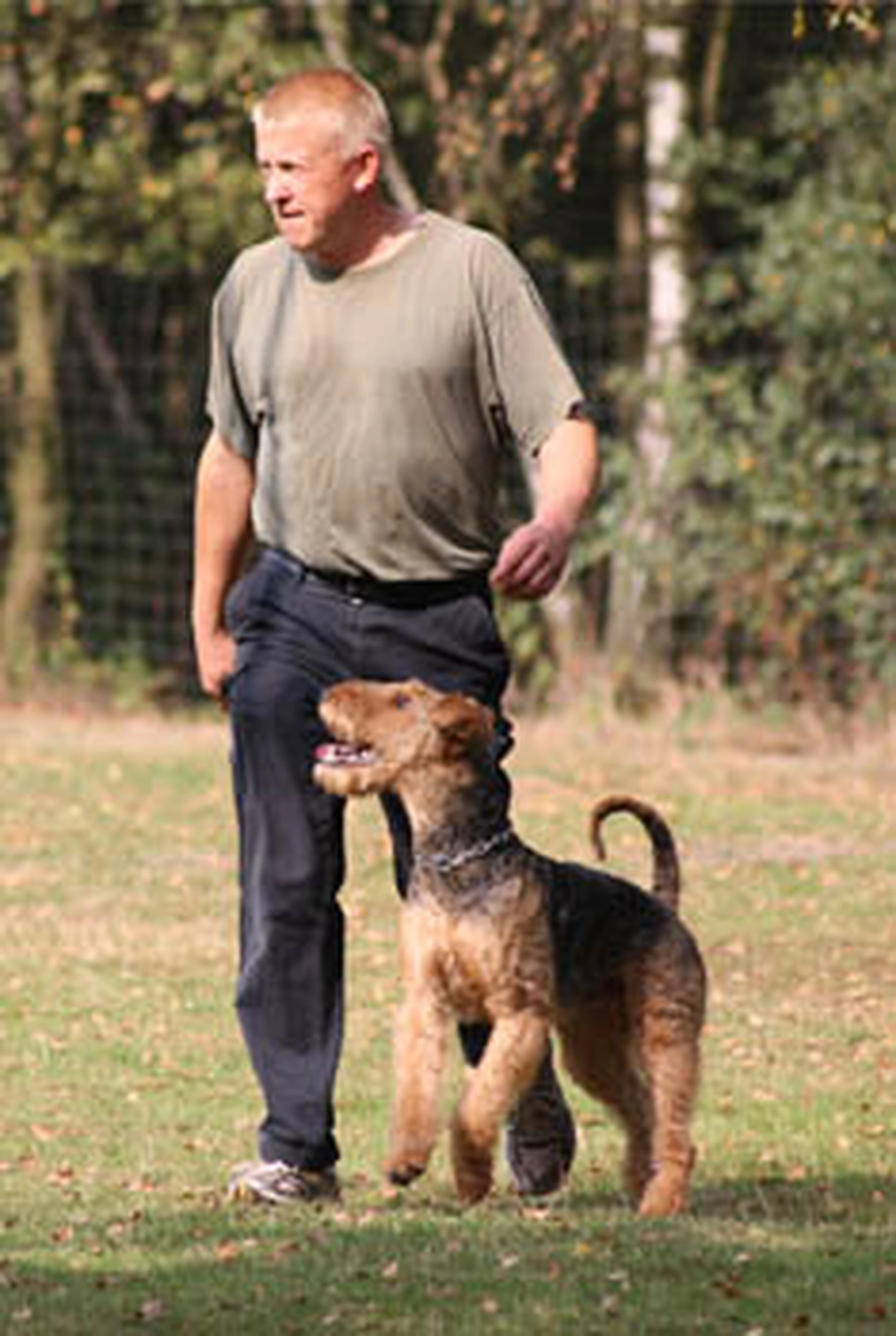 Züchter in VDH - Airedale Terrier vom Lorbas 
