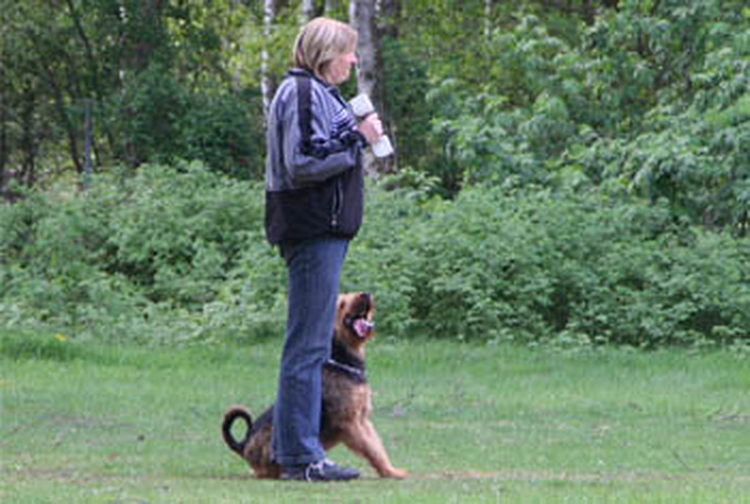 Züchter in VDH - Airedale Terrier vom Lorbas 