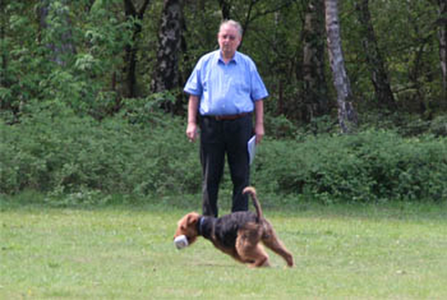 Züchter in VDH - Airedale Terrier vom Lorbas 
