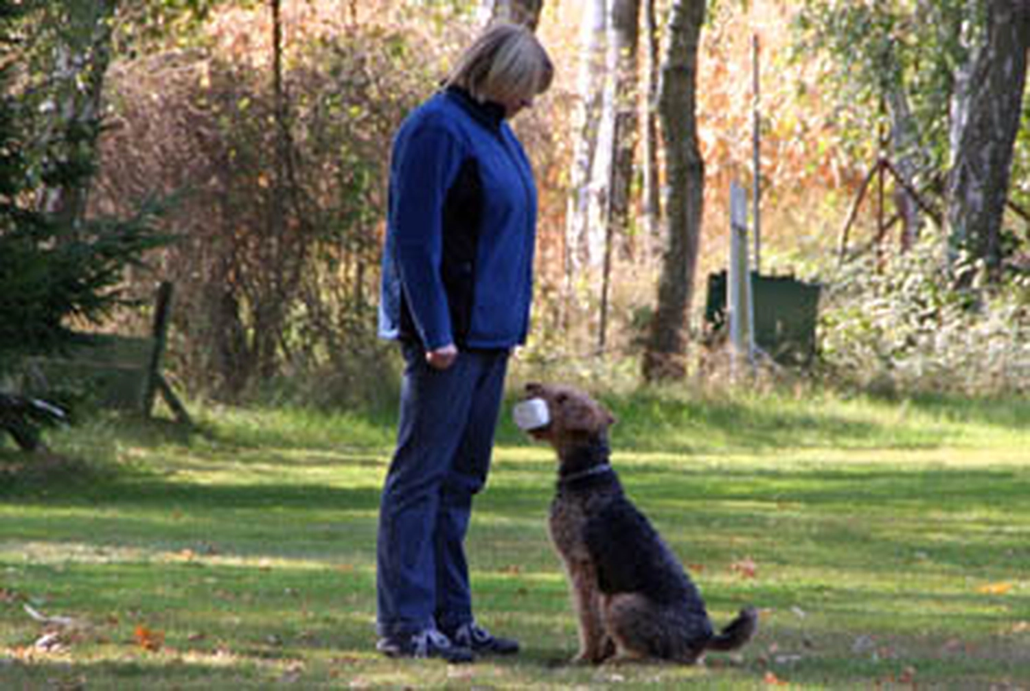 Züchter in VDH - Airedale Terrier vom Lorbas 