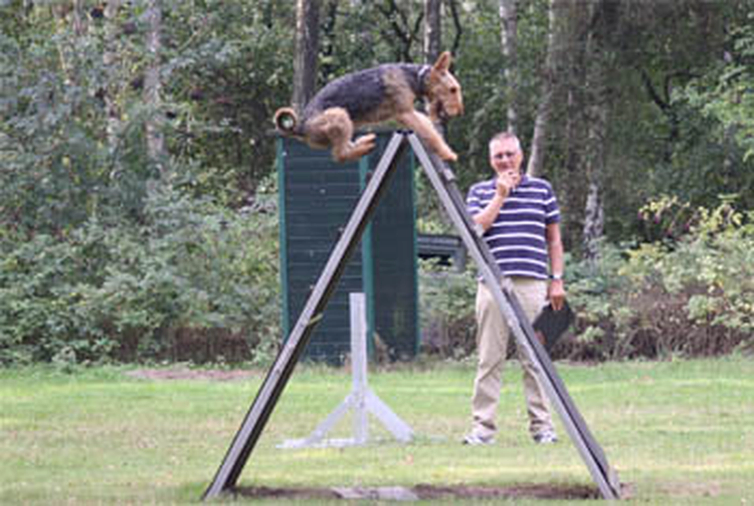 Züchter in VDH - Airedale Terrier vom Lorbas 