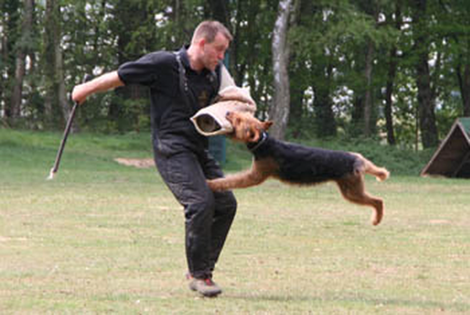 Züchter in VDH - Airedale Terrier vom Lorbas 
