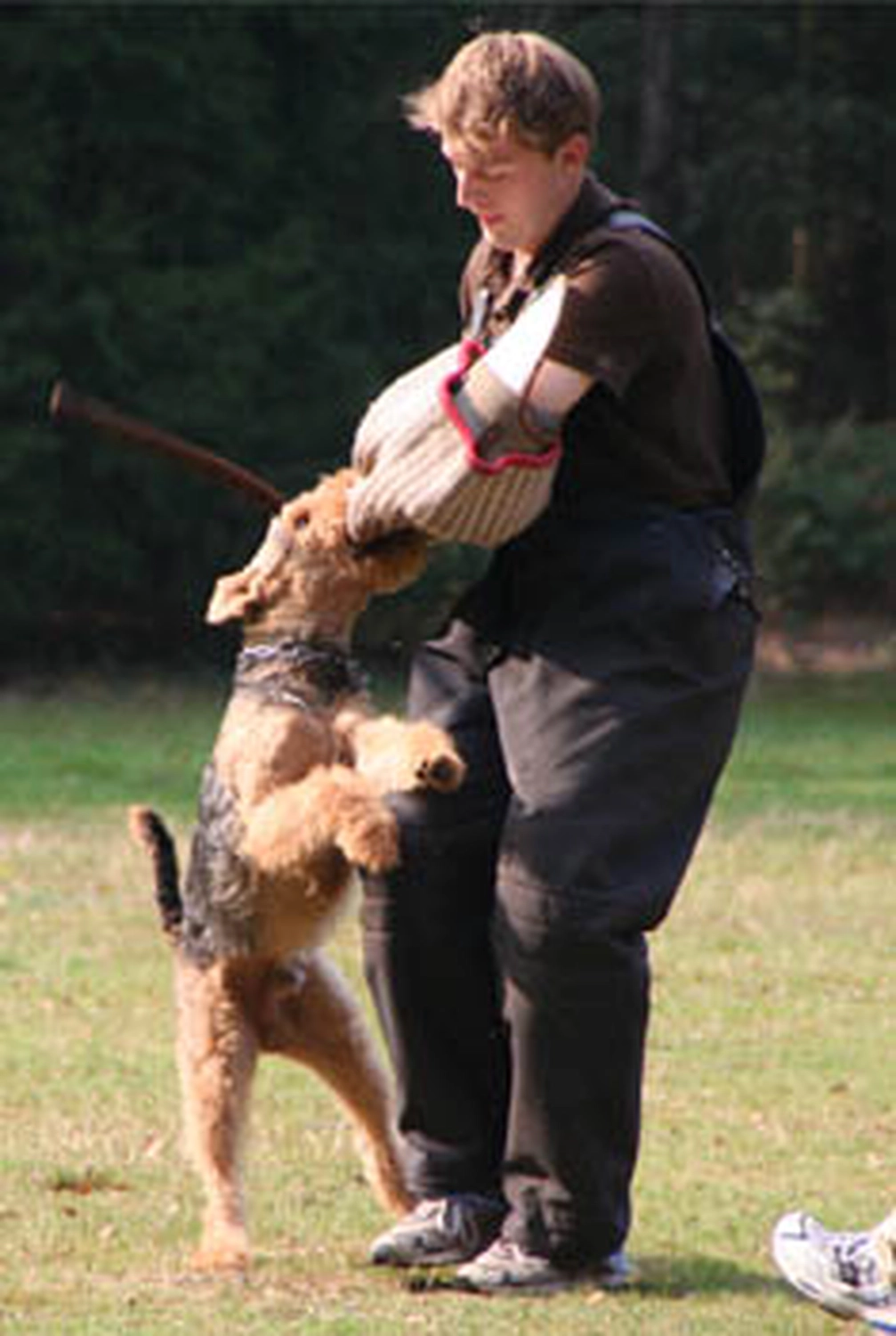 Züchter in VDH - Airedale Terrier vom Lorbas 