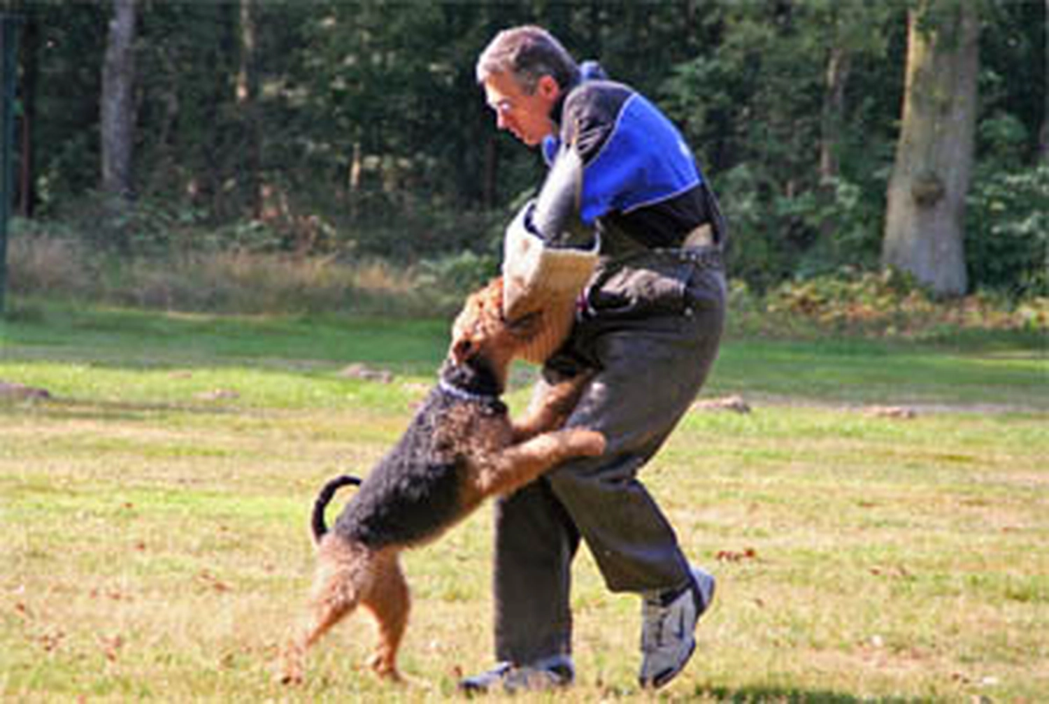 Züchter in VDH - Airedale Terrier vom Lorbas 