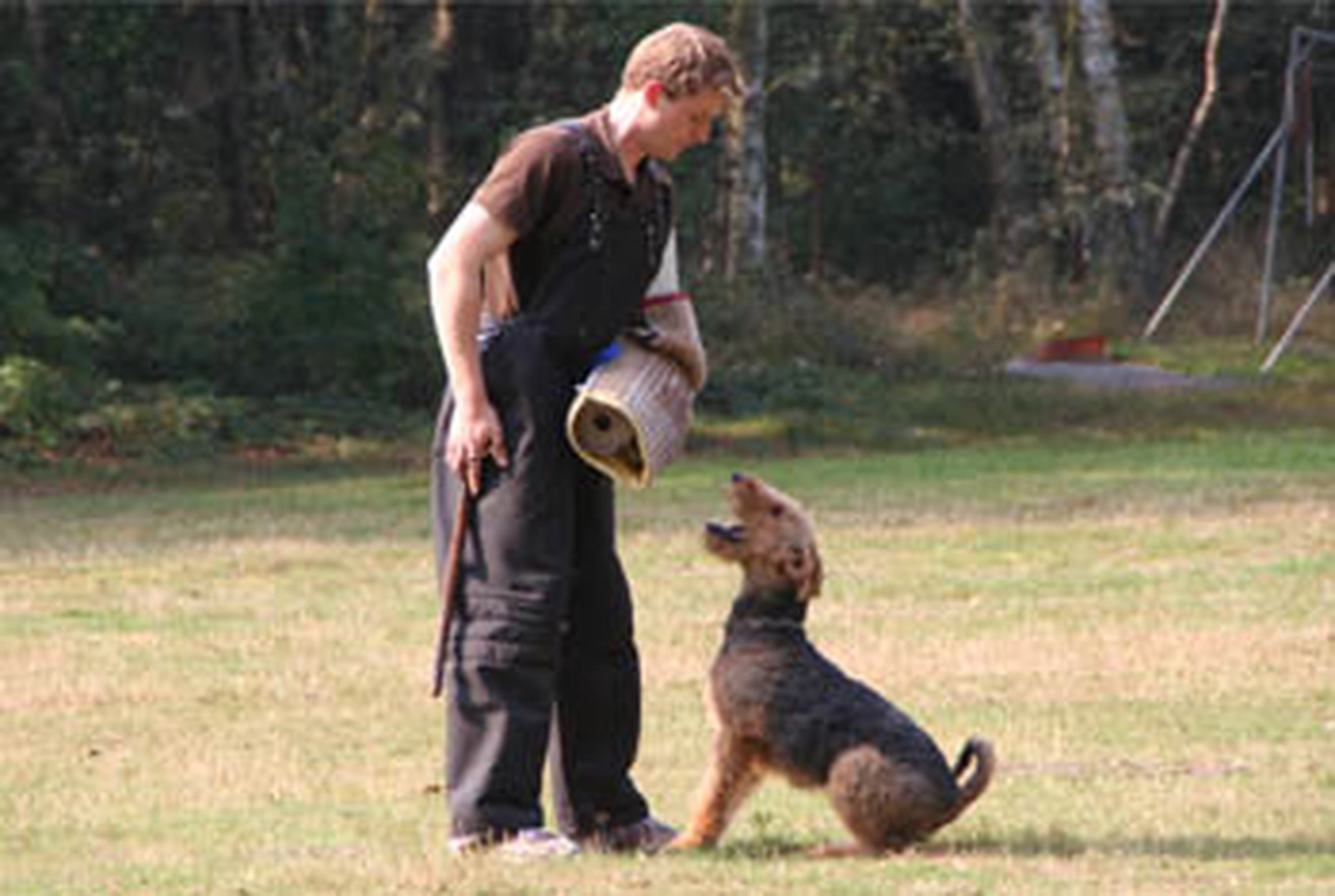 Züchter in VDH - Airedale Terrier vom Lorbas 
