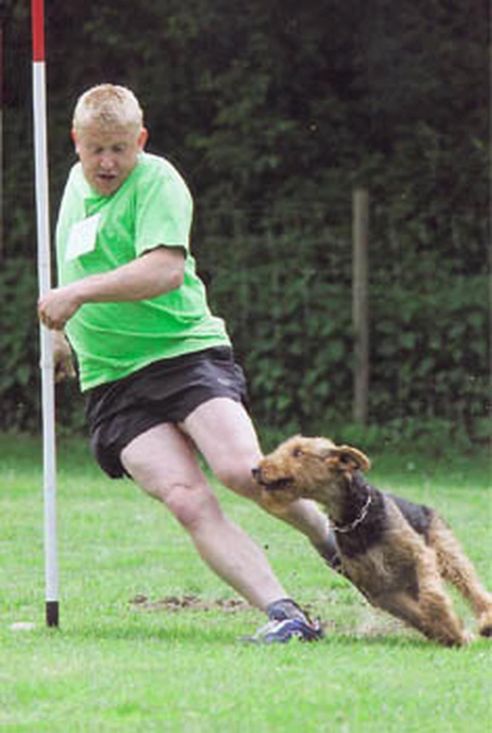 Züchter in VDH - Airedale Terrier vom Lorbas 
