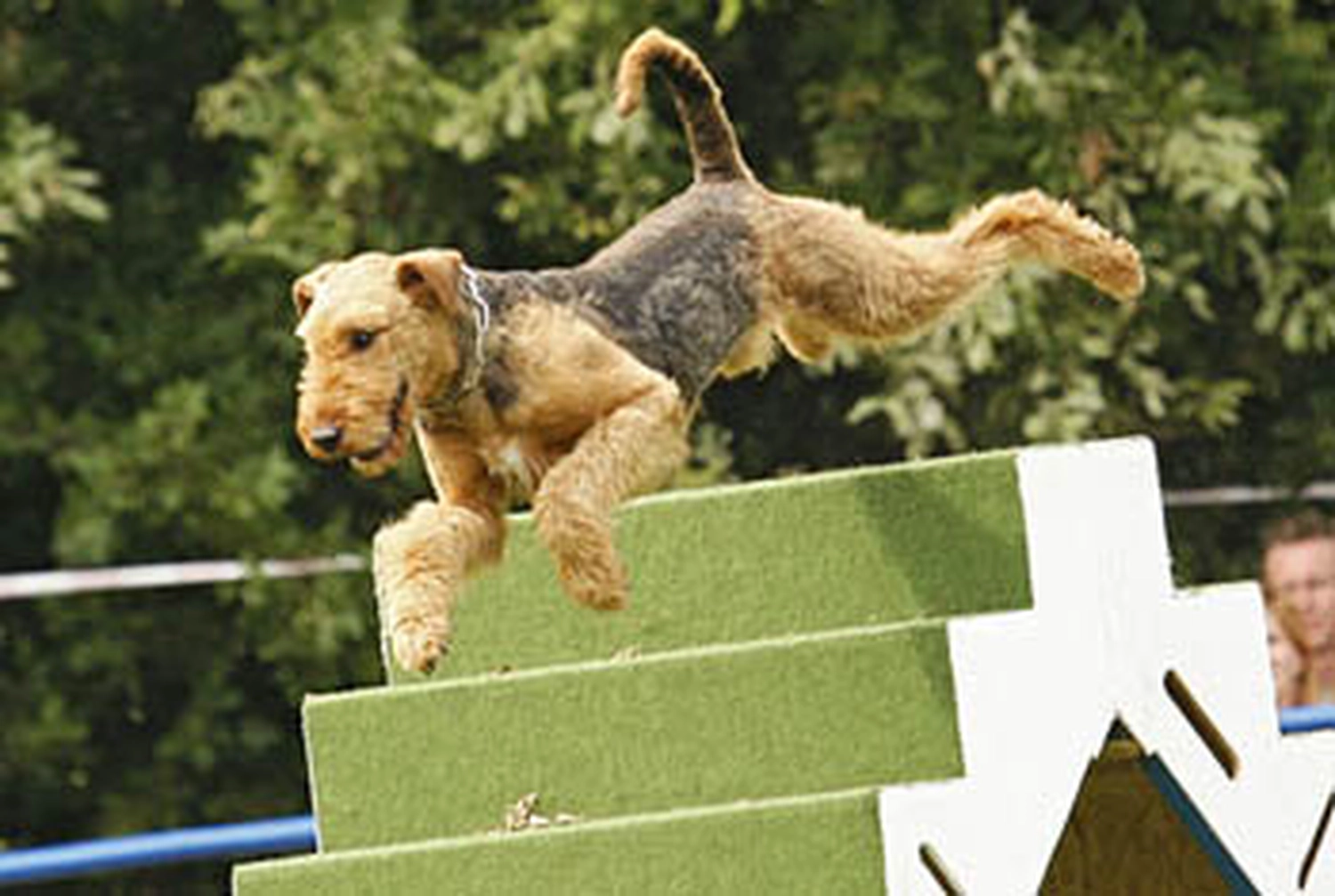 Züchter in VDH - Airedale Terrier vom Lorbas 
