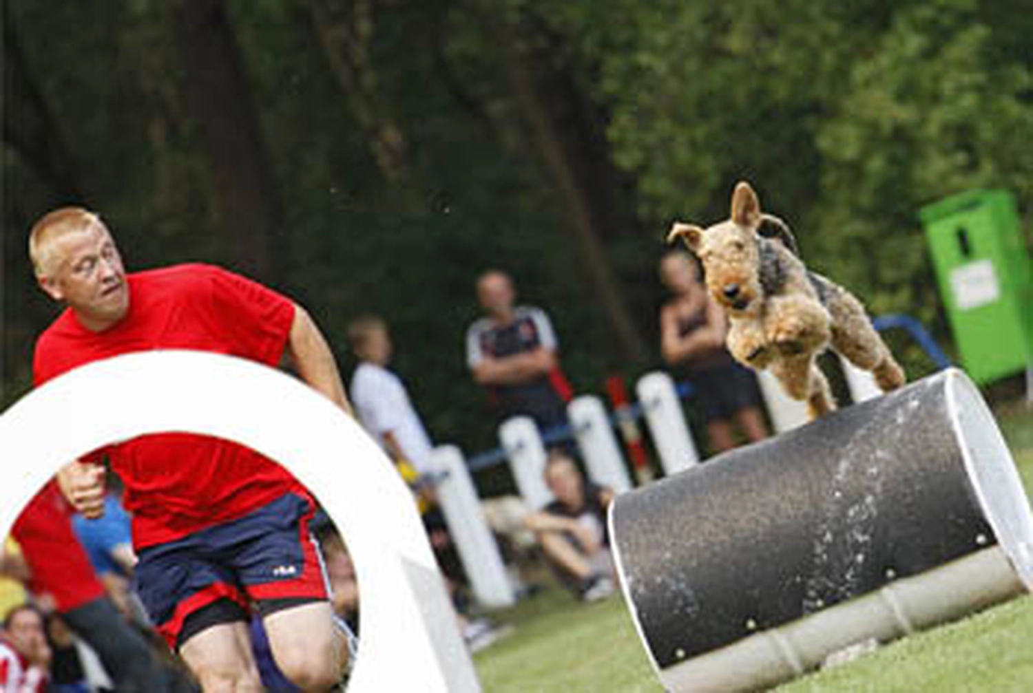 Züchter in VDH - Airedale Terrier vom Lorbas 