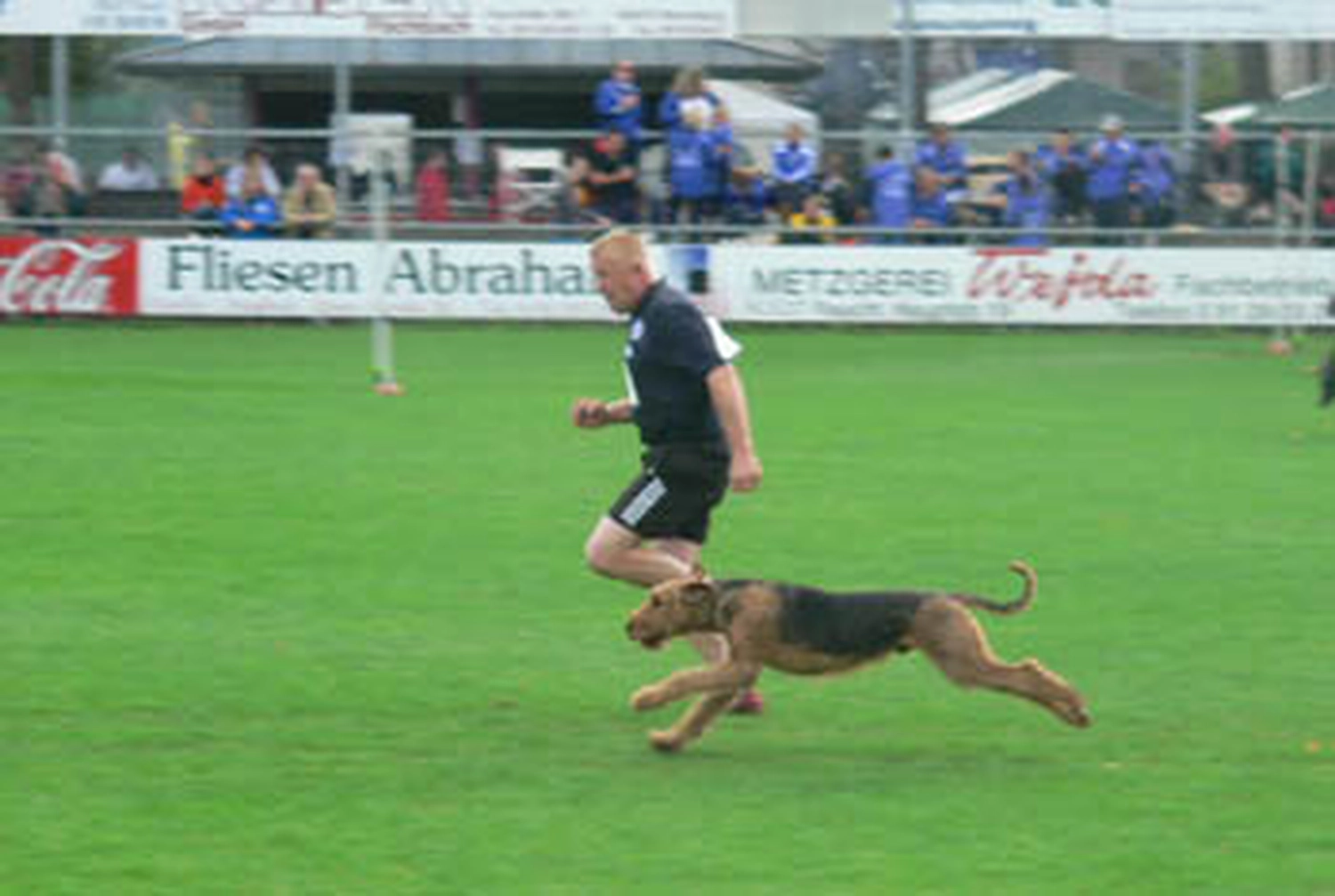 Züchter in VDH - Airedale Terrier vom Lorbas 