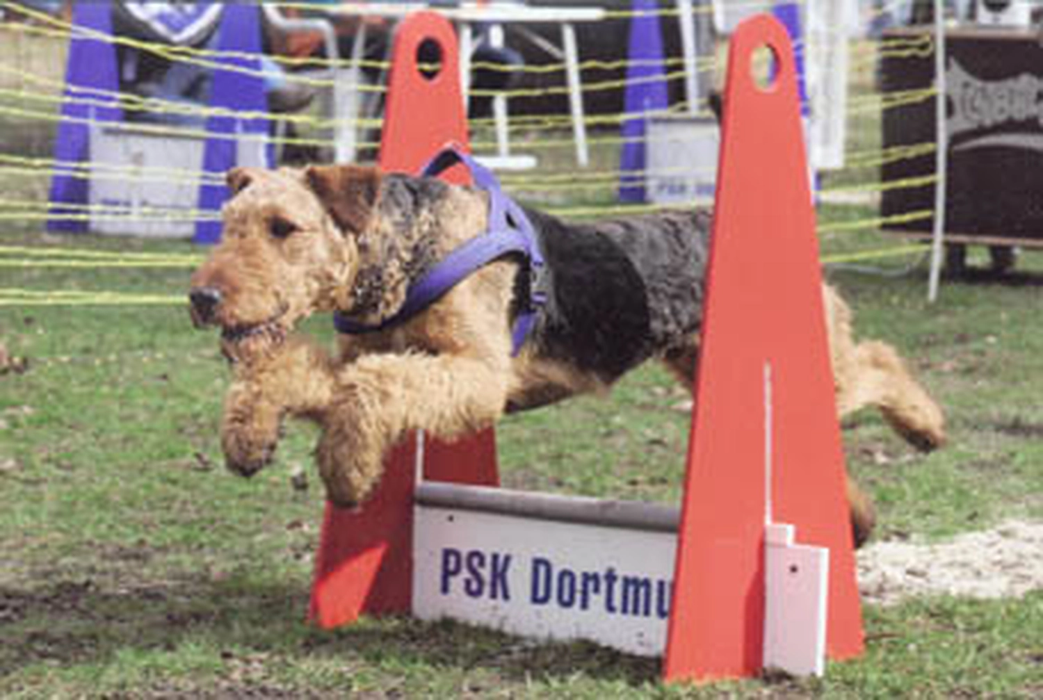 Züchter in VDH - Airedale Terrier vom Lorbas 