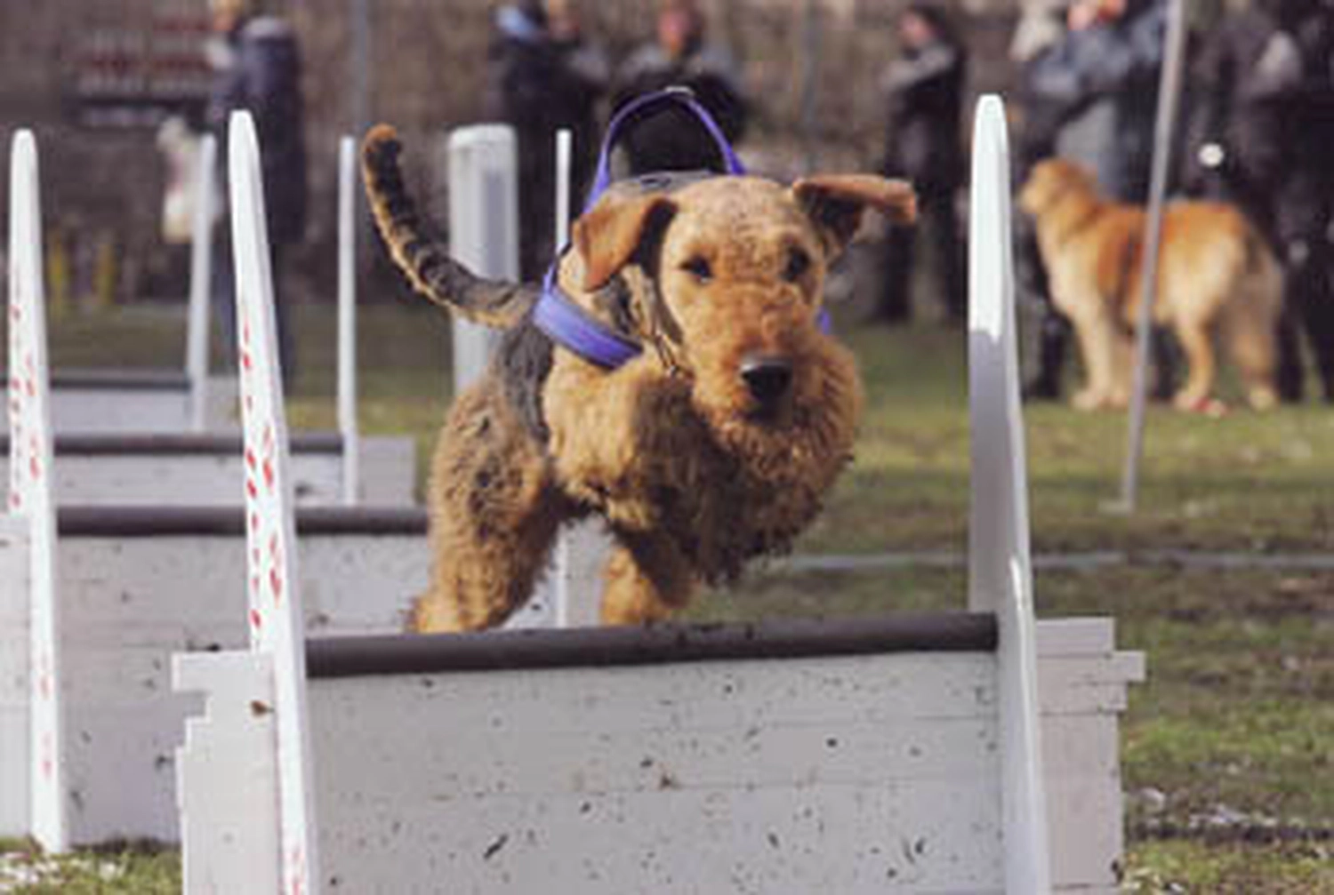 Züchter in VDH - Airedale Terrier vom Lorbas 