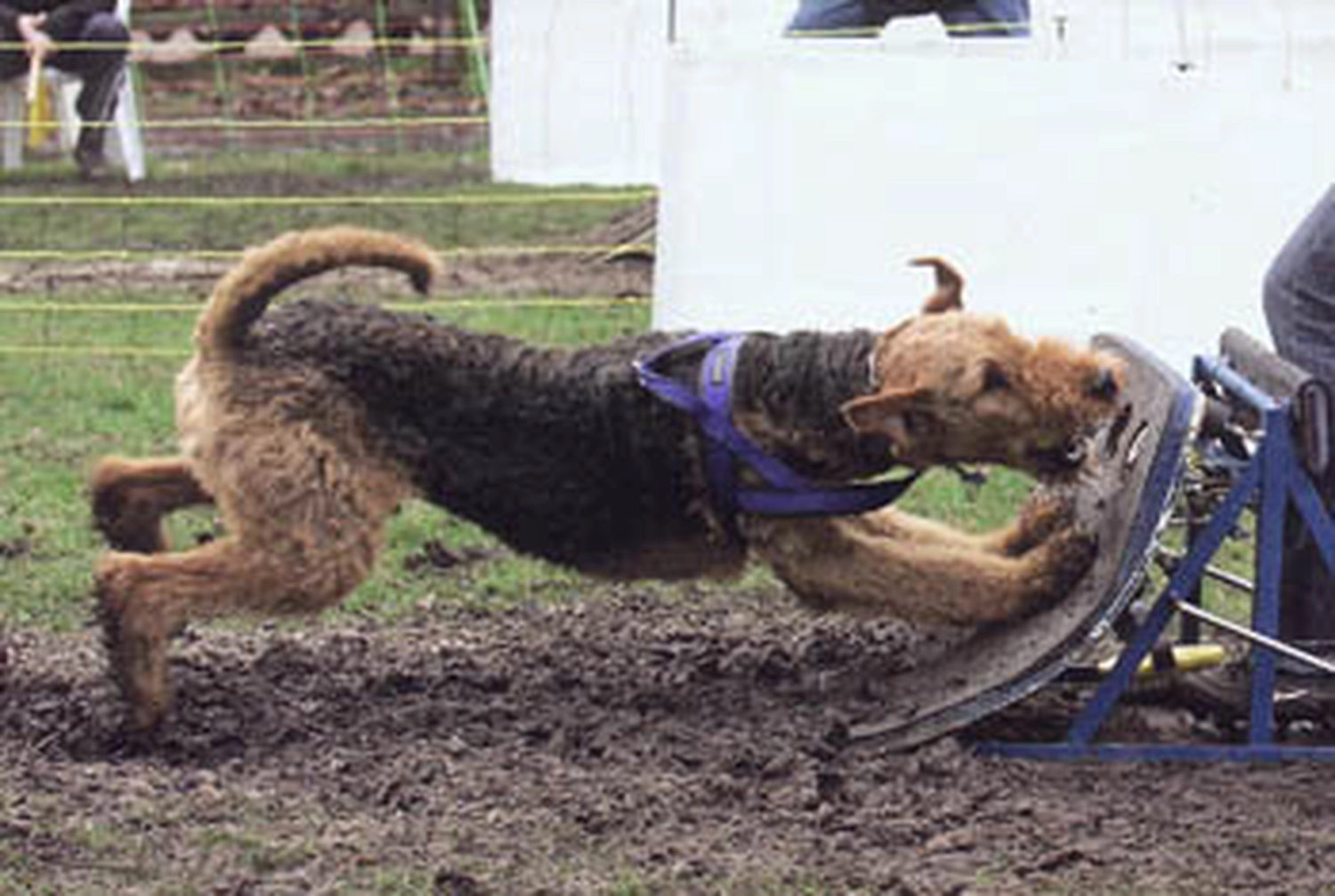 Züchter in VDH - Airedale Terrier vom Lorbas 