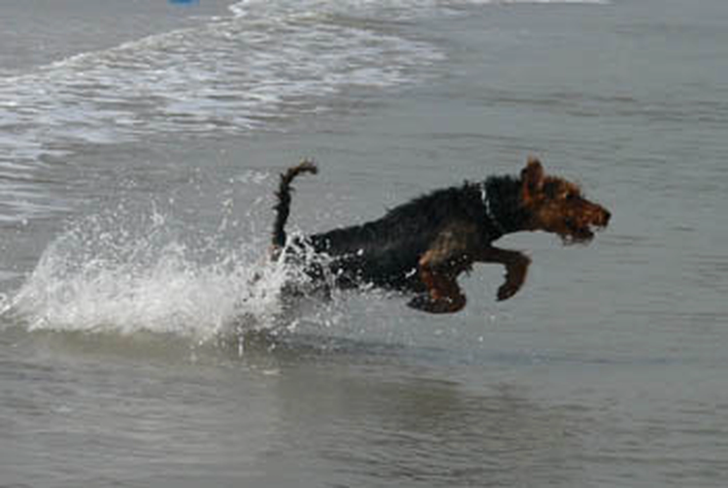 Züchter in VDH - Airedale Terrier vom Lorbas 