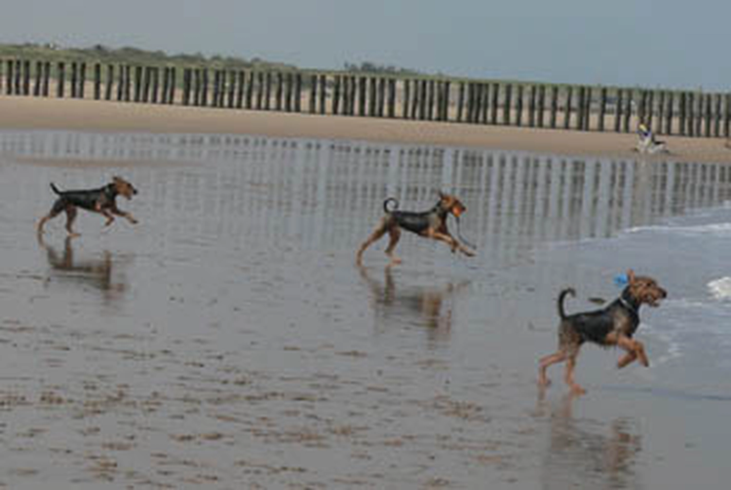 Züchter in VDH - Airedale Terrier vom Lorbas 